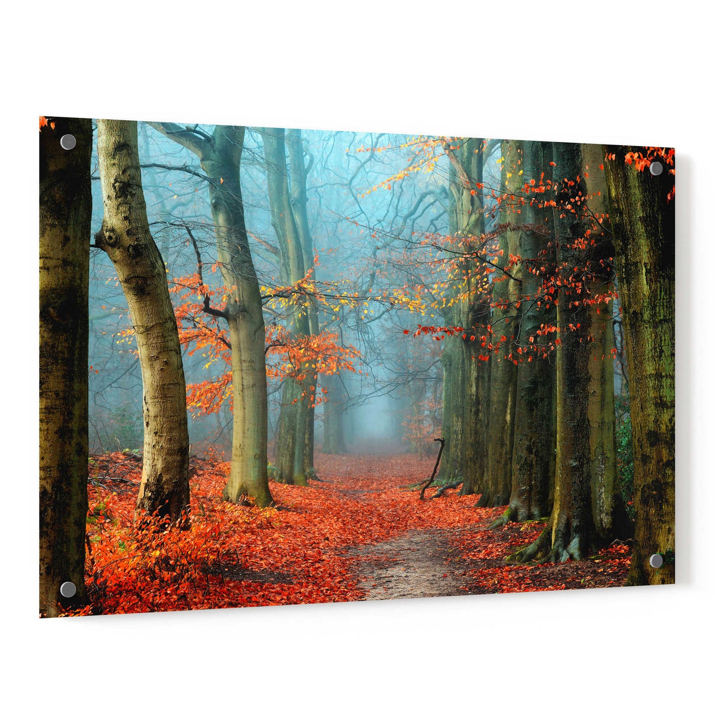 Epic Art 'Bussum in Fall' by Lars Van de Goor, Acrylic Glass Wall Art,36x24