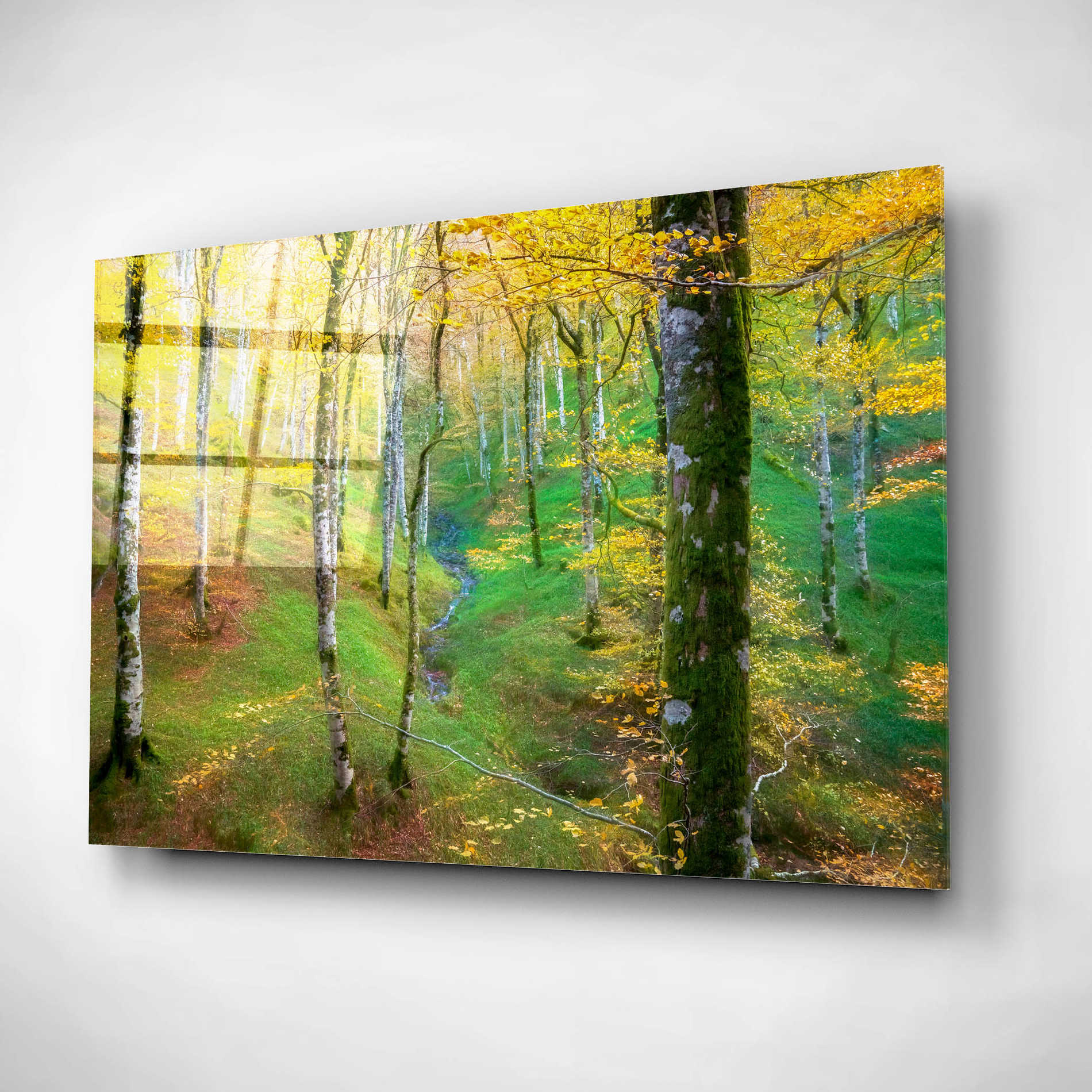 Epic Art 'Dream of Birches' by Lars Van de Goor, Acrylic Glass Wall Art,16x12