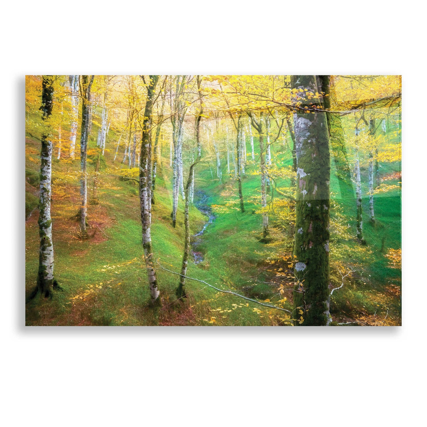 Epic Art 'Dream of Birches' by Lars Van de Goor, Acrylic Glass Wall Art,16x12