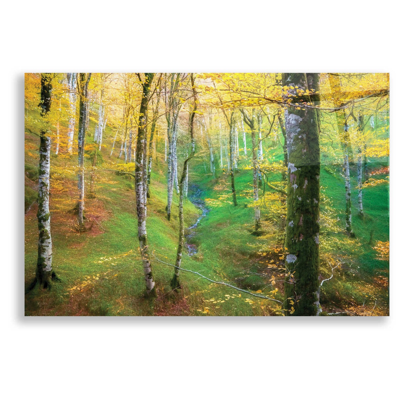 Epic Art 'Dream of Birches' by Lars Van de Goor, Acrylic Glass Wall Art,24x16