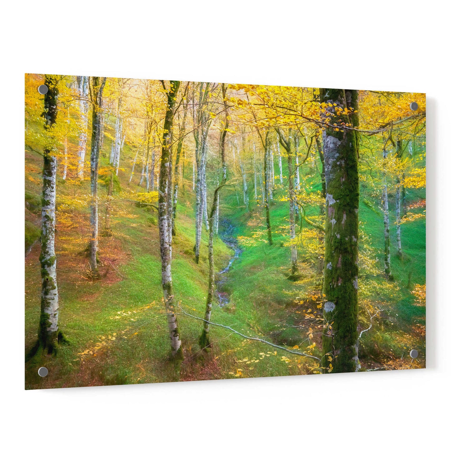 Epic Art 'Dream of Birches' by Lars Van de Goor, Acrylic Glass Wall Art,36x24