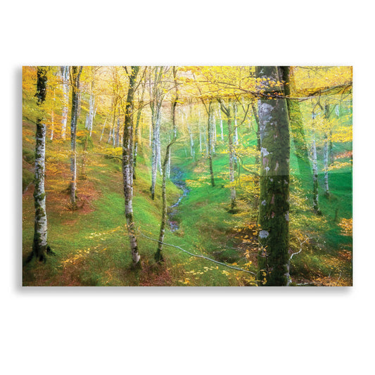 Epic Art 'Dream of Birches' by Lars Van de Goor, Acrylic Glass Wall Art