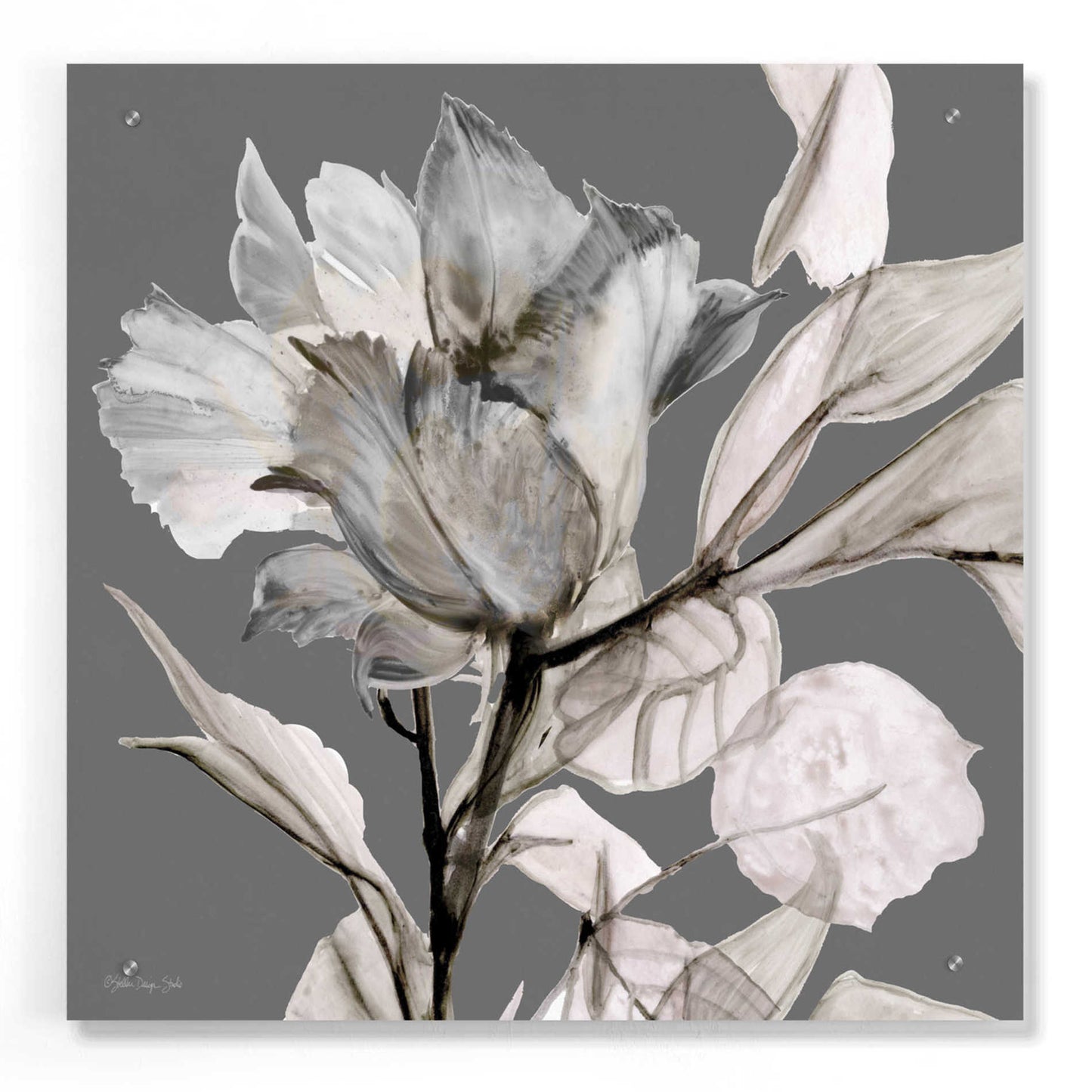 Epic Art 'Floral in Gray 2' by Stellar Design Studio, Acrylic Glass Wall Art,24x24