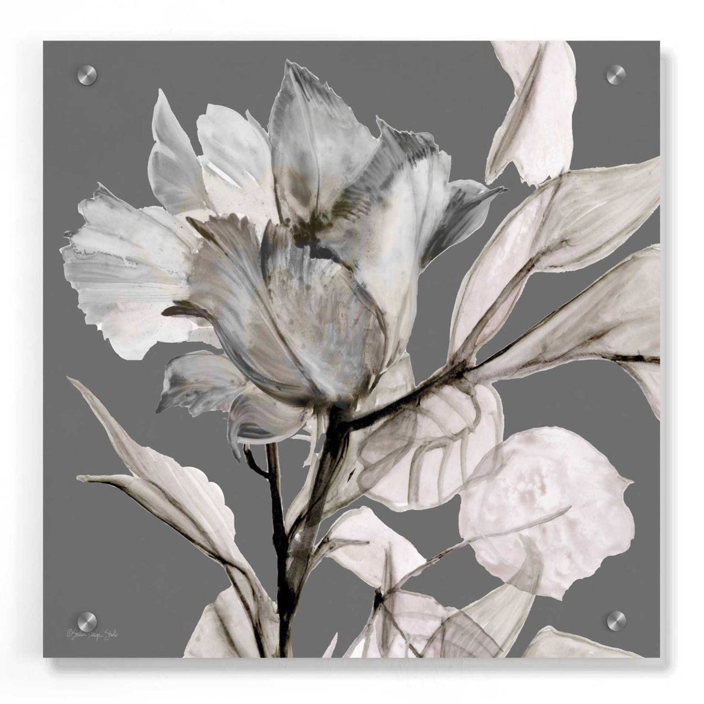 Epic Art 'Floral in Gray 2' by Stellar Design Studio, Acrylic Glass Wall Art,36x36