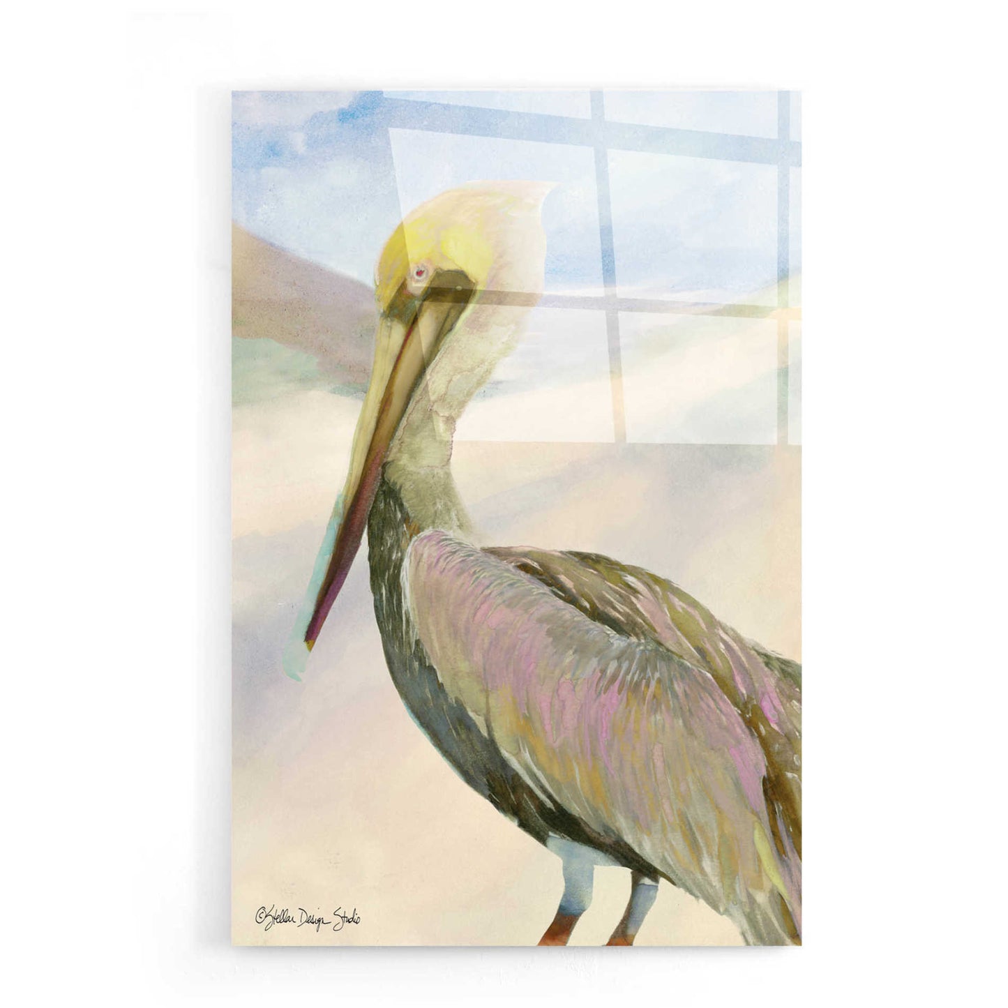 Epic Art 'Pelican 2' by Stellar Design Studio, Acrylic Glass Wall Art,16x24