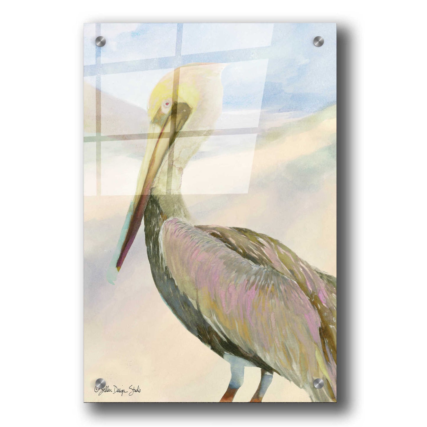 Epic Art 'Pelican 2' by Stellar Design Studio, Acrylic Glass Wall Art,24x36