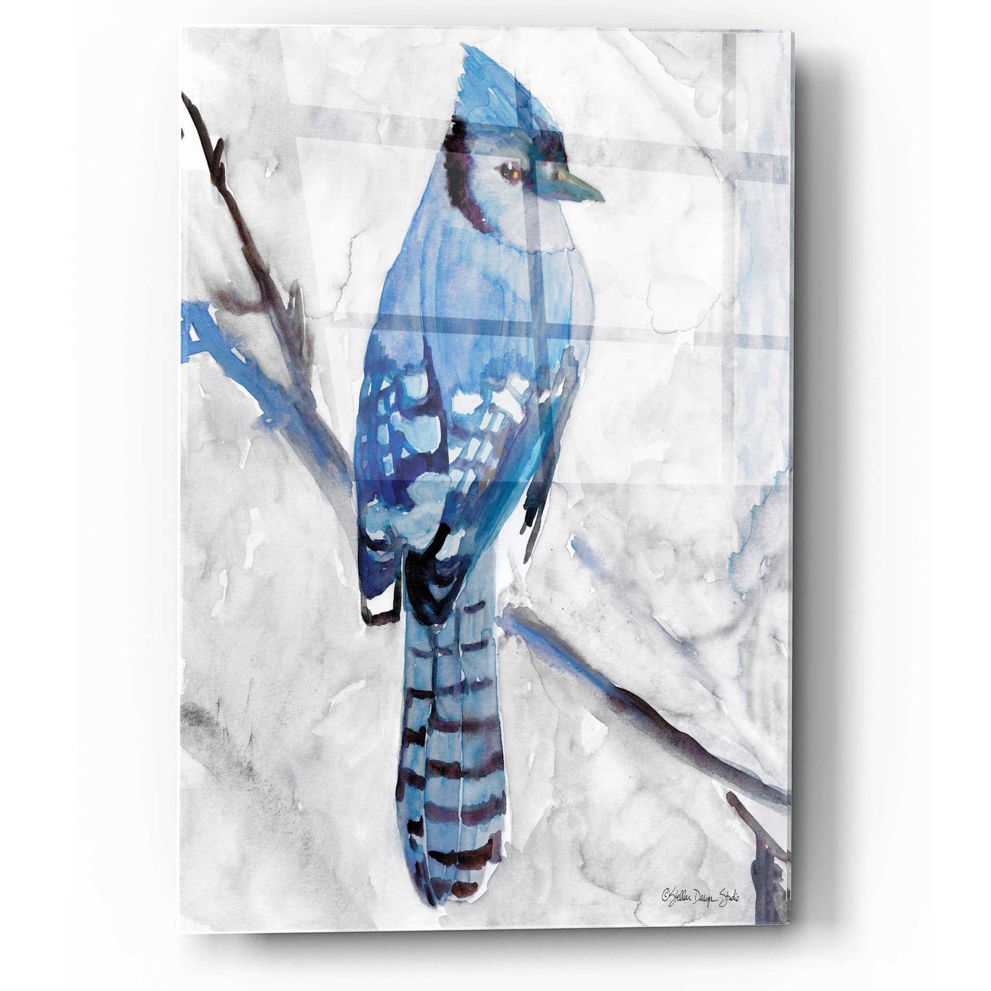 Epic Art 'Blue Jay 1' by Stellar Design Studio, Acrylic Glass Wall Art,12x16