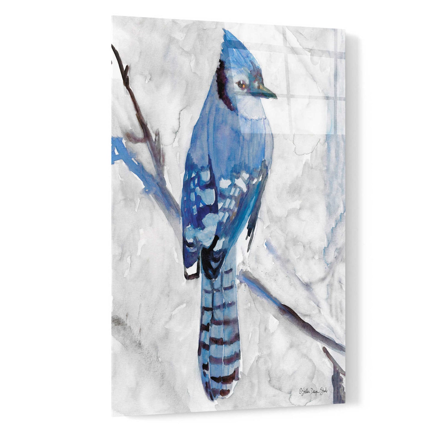 Epic Art 'Blue Jay 1' by Stellar Design Studio, Acrylic Glass Wall Art,16x24