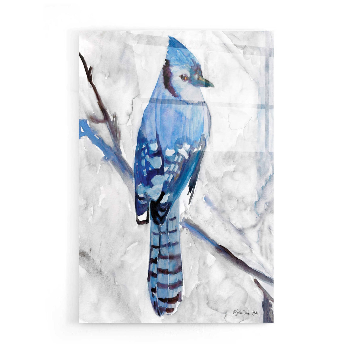 Epic Art 'Blue Jay 1' by Stellar Design Studio, Acrylic Glass Wall Art,16x24