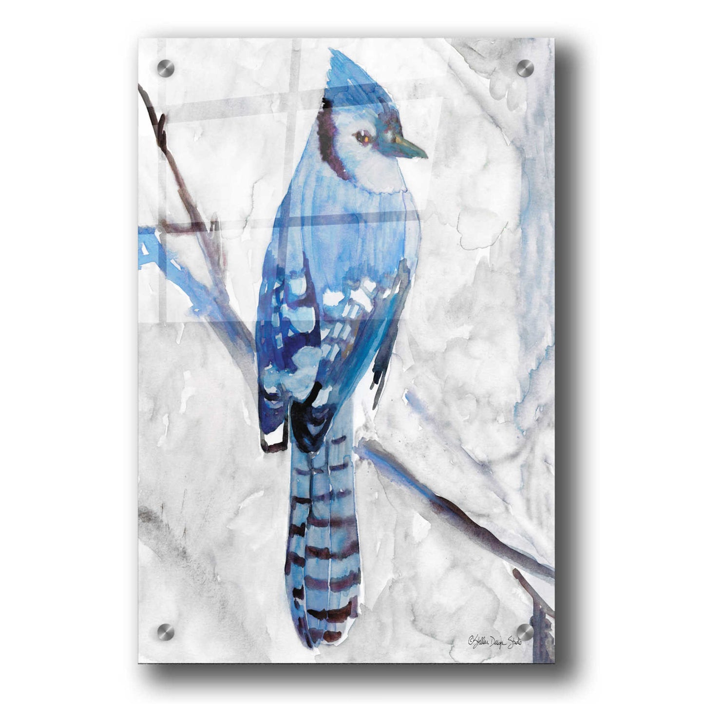 Epic Art 'Blue Jay 1' by Stellar Design Studio, Acrylic Glass Wall Art,24x36