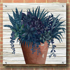 Epic Art 'Remarkable Succulents II' by Cindy Jacobs, Acrylic Glass Wall Art,36x36