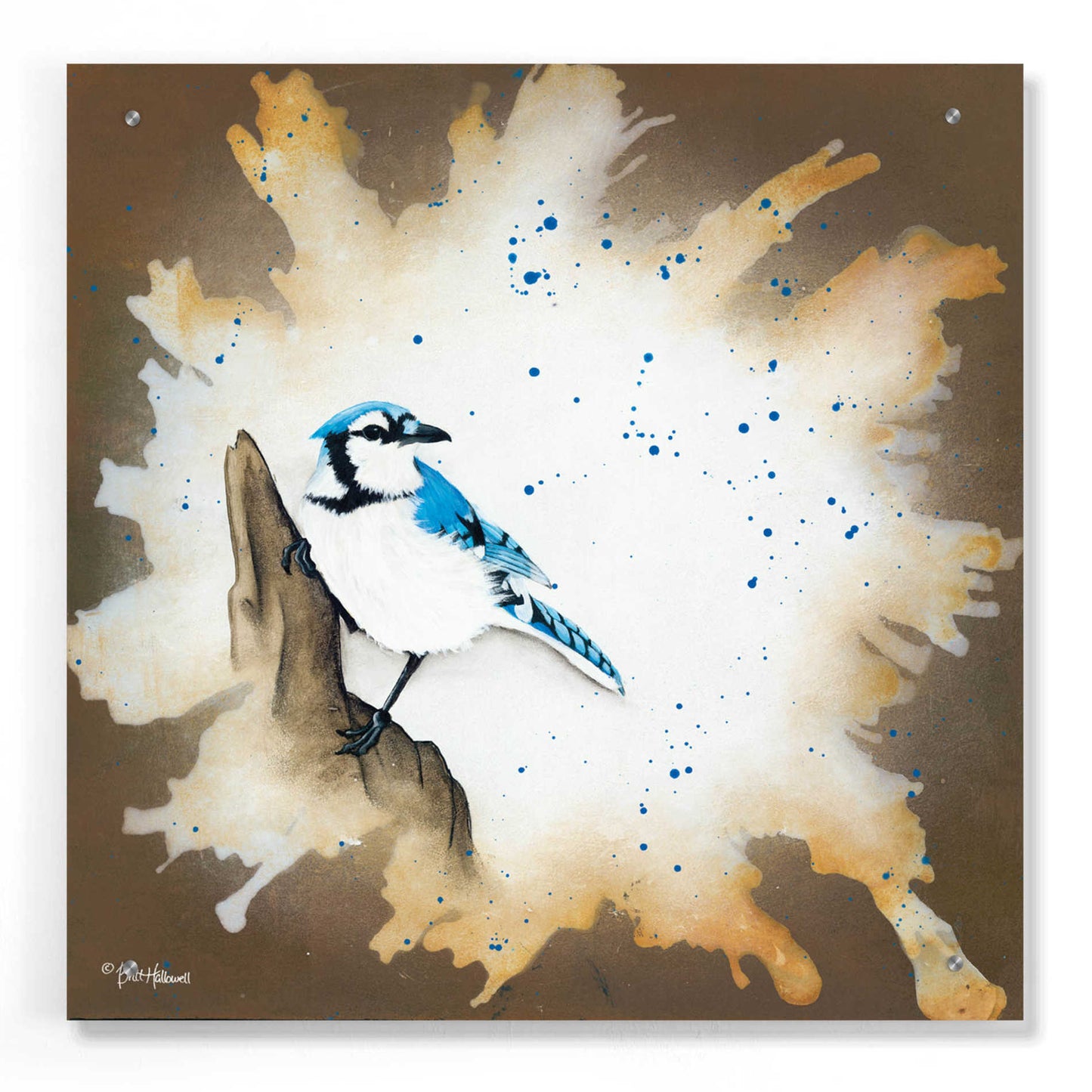 Epic Art 'Weathered Friends - Blue Jay' by Britt Hallowell, Acrylic Glass Wall Art,24x24