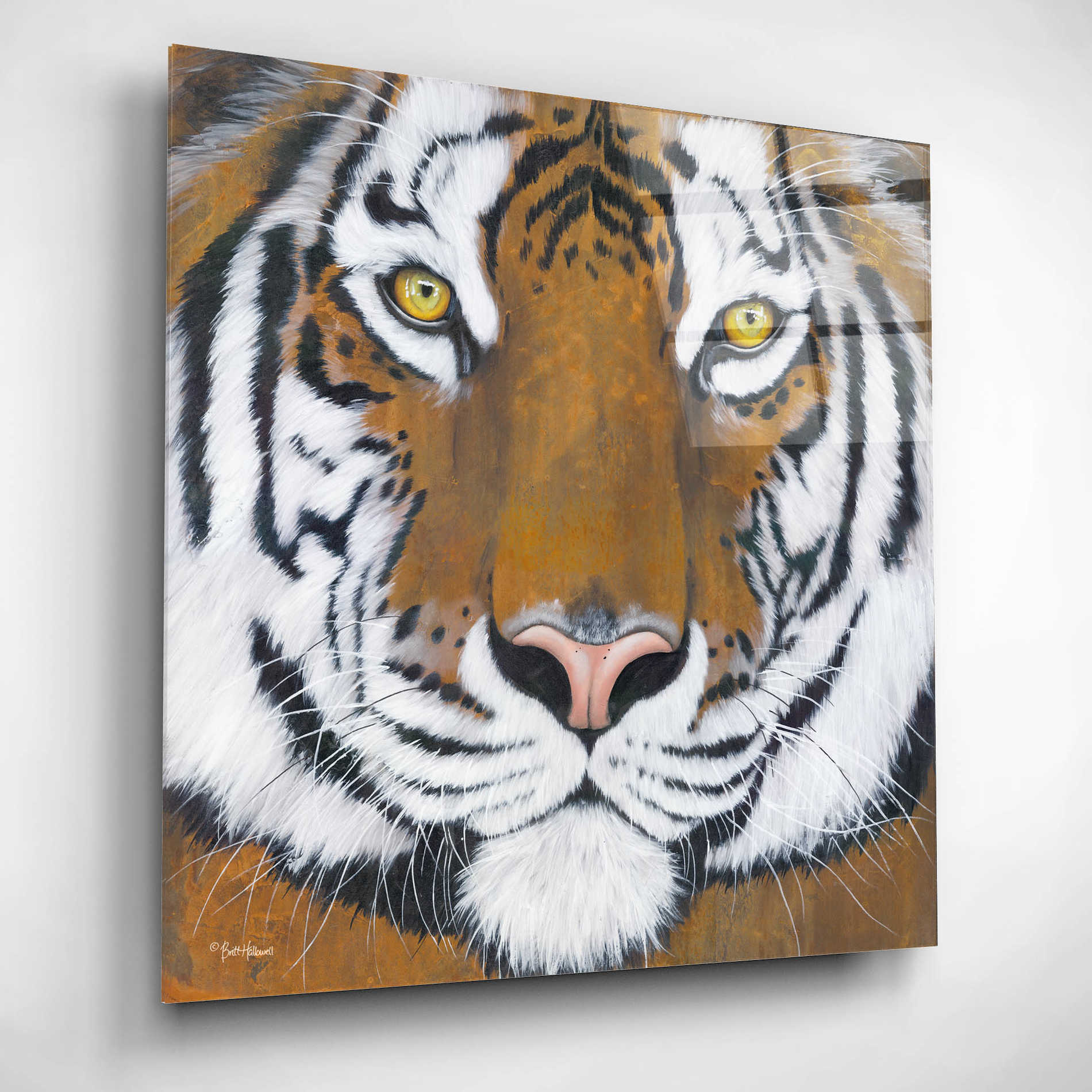 Epic Art 'Tiger Gaze' by Britt Hallowell, Acrylic Glass Wall Art,12x12