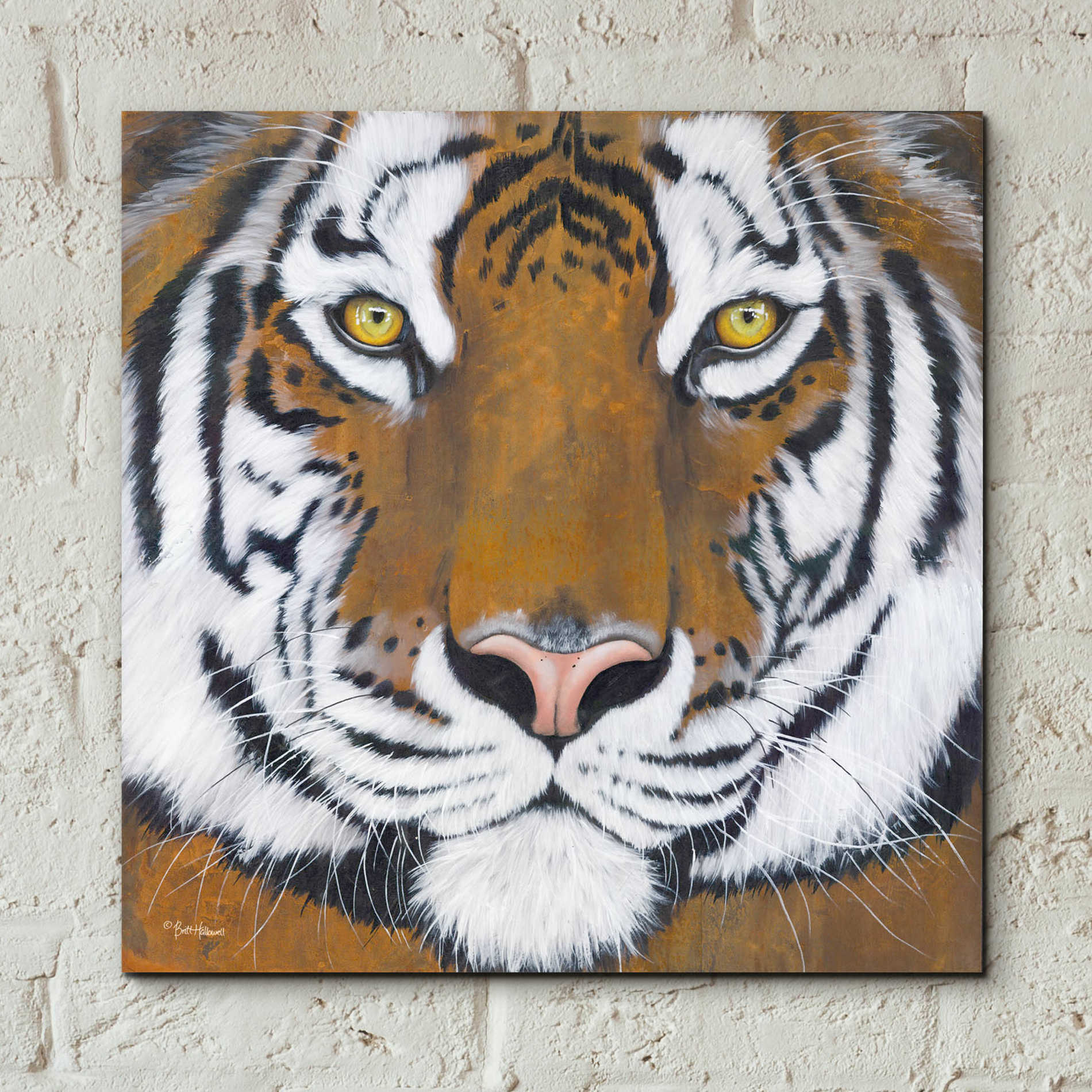 Epic Art 'Tiger Gaze' by Britt Hallowell, Acrylic Glass Wall Art,12x12