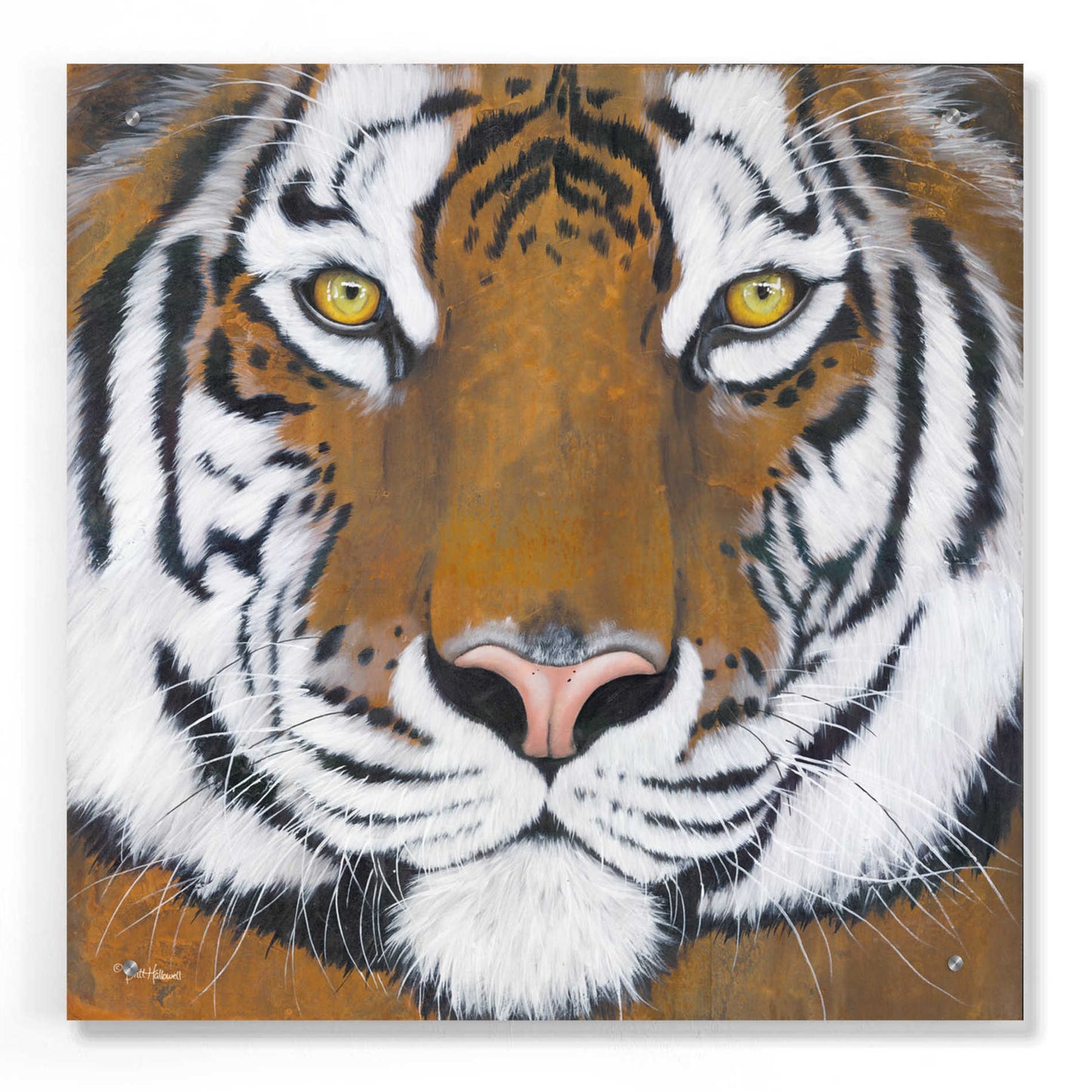 Epic Art 'Tiger Gaze' by Britt Hallowell, Acrylic Glass Wall Art,24x24