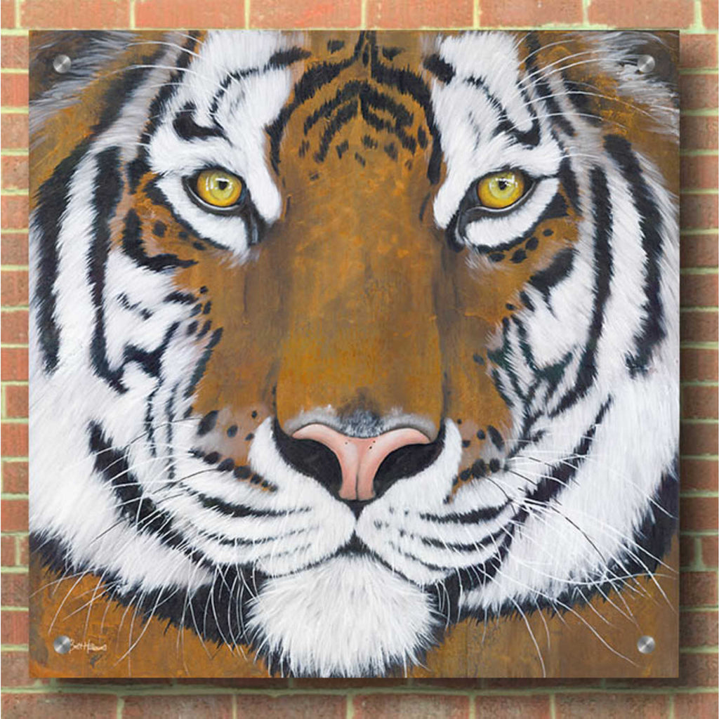 Epic Art 'Tiger Gaze' by Britt Hallowell, Acrylic Glass Wall Art,36x36