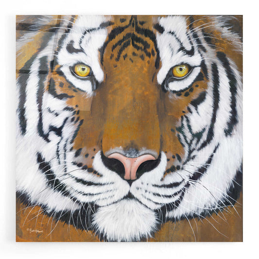 Epic Art 'Tiger Gaze' by Britt Hallowell, Acrylic Glass Wall Art