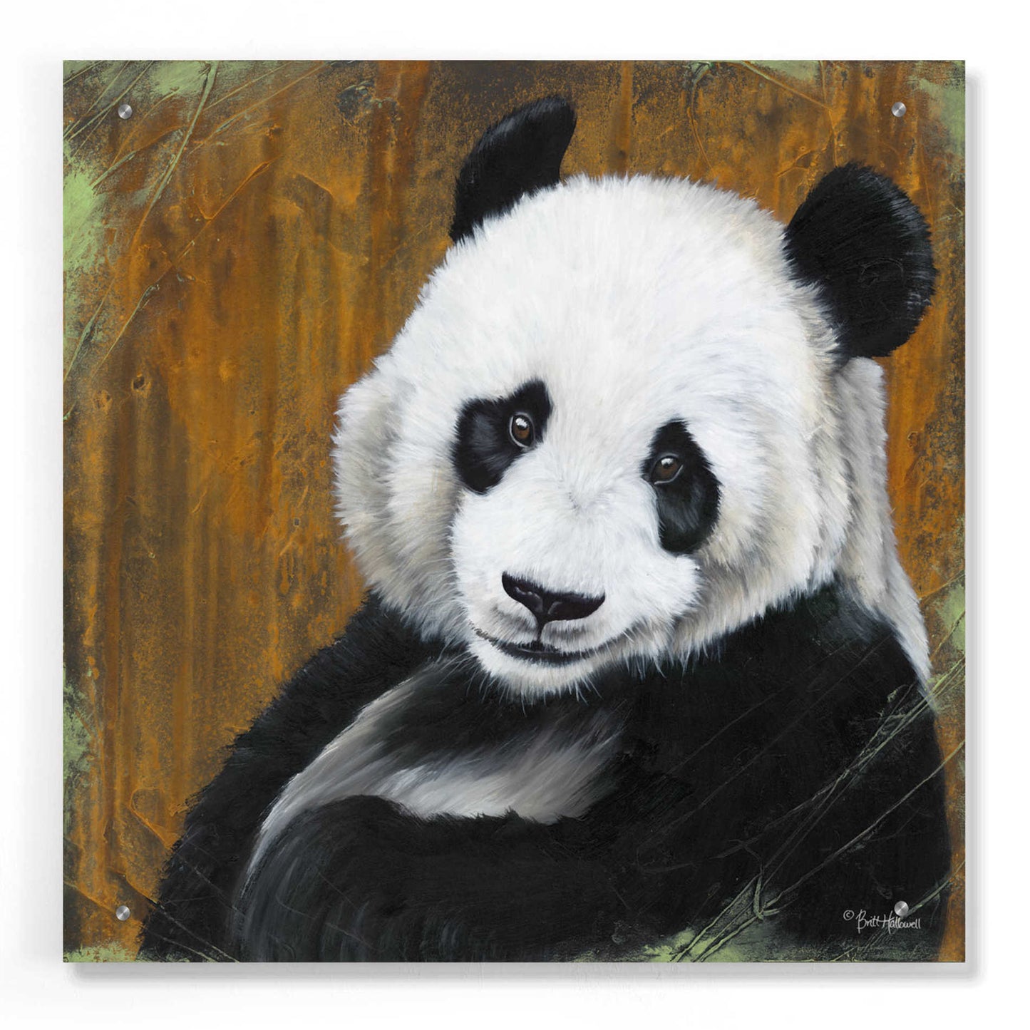 Epic Art 'Panda Smile' by Britt Hallowell, Acrylic Glass Wall Art,24x24