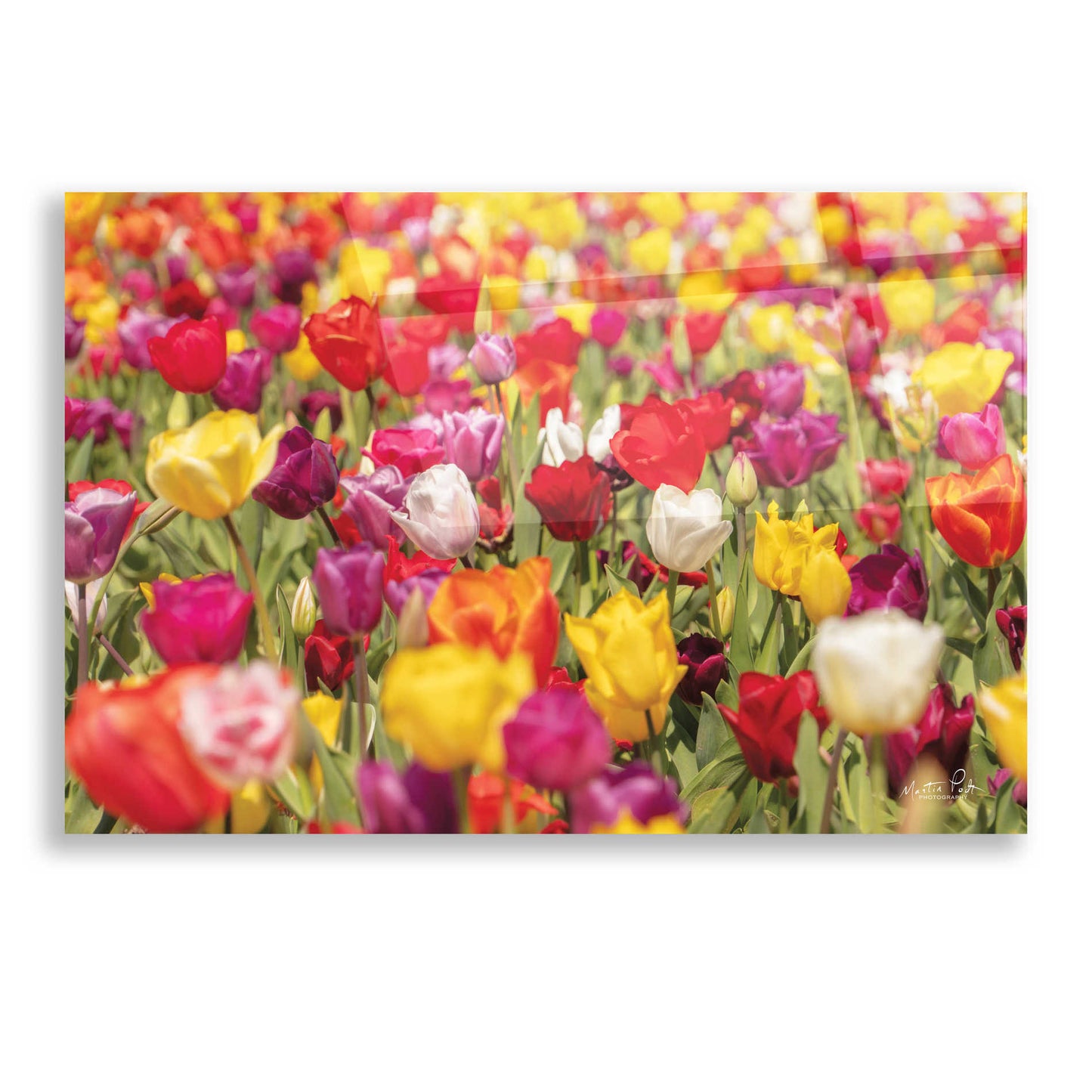 Epic Art 'Colorful Bouquet' by Martin Podt, Acrylic Glass Wall Art,16x12