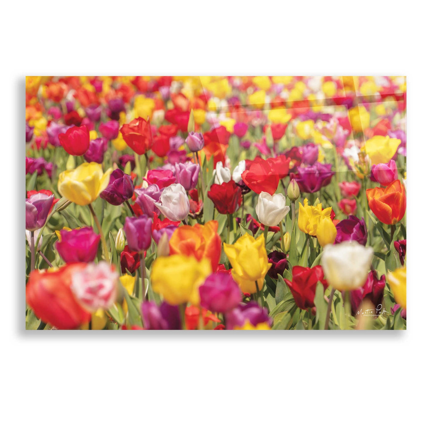 Epic Art 'Colorful Bouquet' by Martin Podt, Acrylic Glass Wall Art,24x16