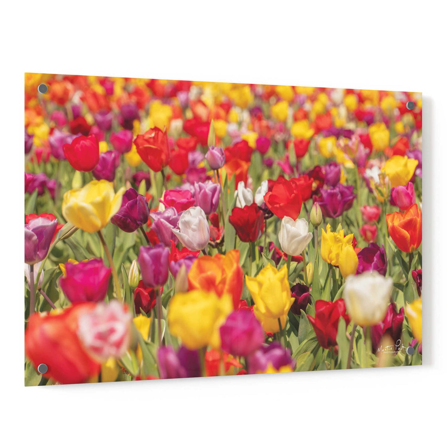 Epic Art 'Colorful Bouquet' by Martin Podt, Acrylic Glass Wall Art,36x24