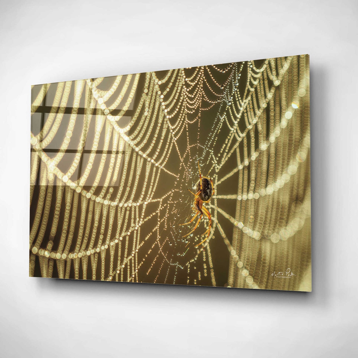 Epic Art 'The Spider and Her Jewels' by Martin Podt, Acrylic Glass Wall Art,16x12
