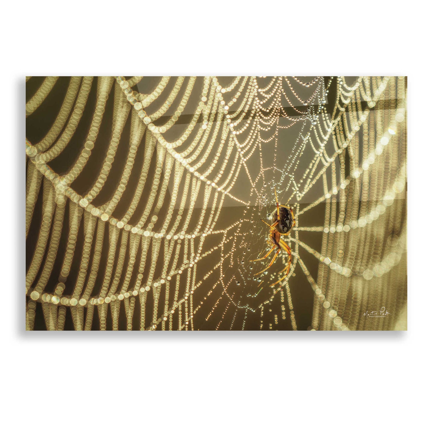 Epic Art 'The Spider and Her Jewels' by Martin Podt, Acrylic Glass Wall Art,16x12