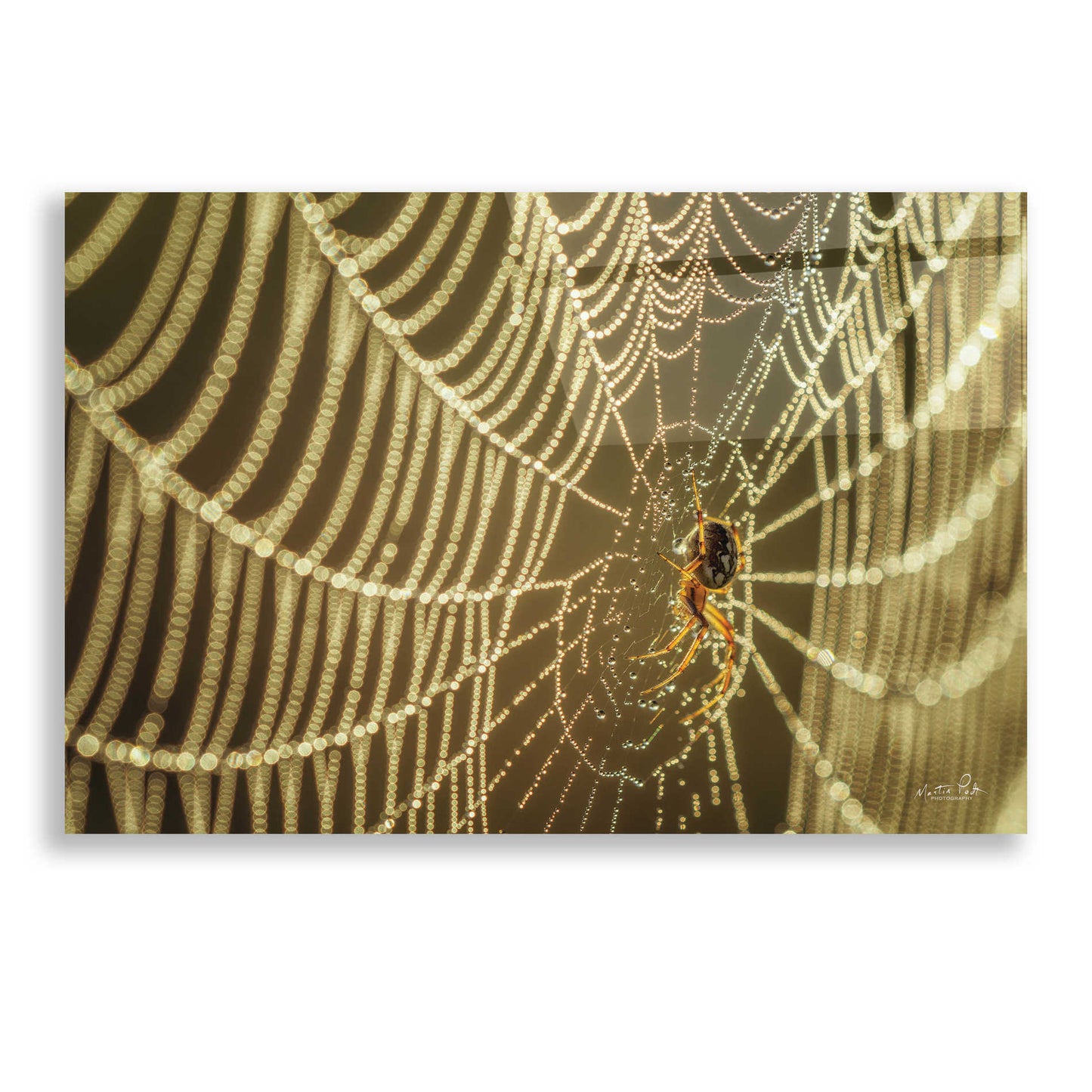 Epic Art 'The Spider and Her Jewels' by Martin Podt, Acrylic Glass Wall Art,24x16