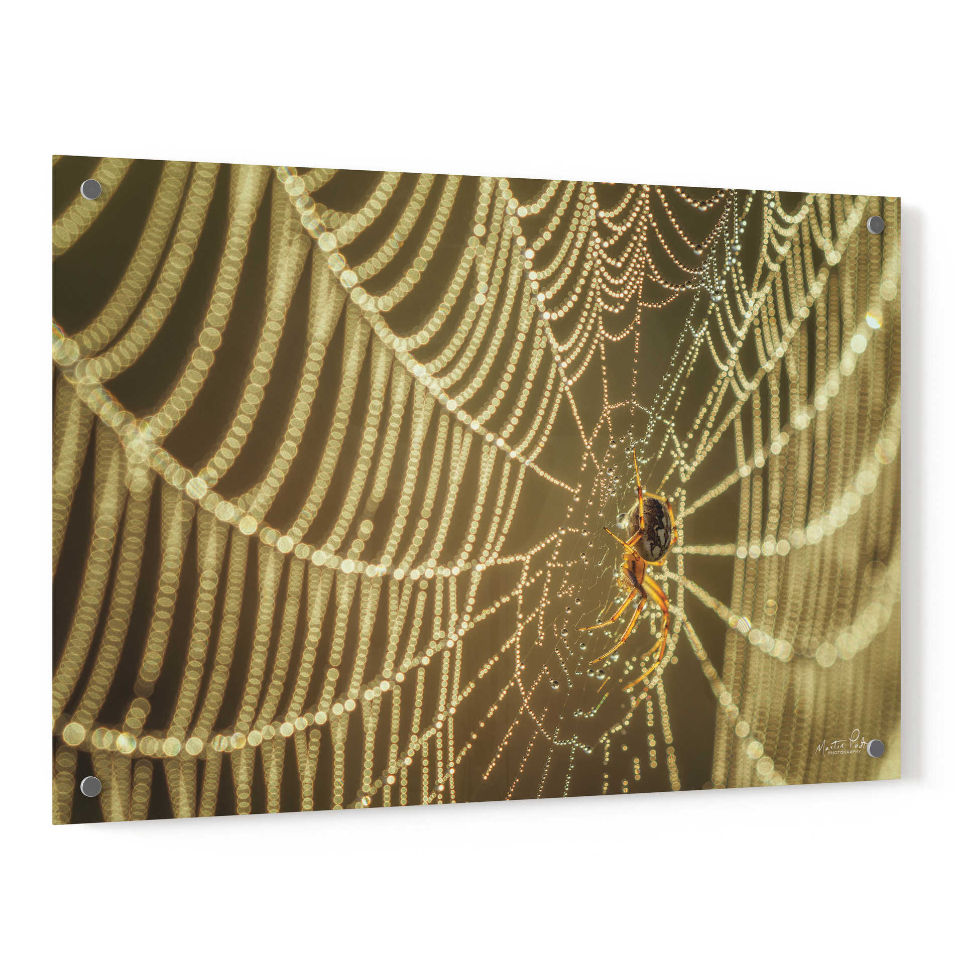 Epic Art 'The Spider and Her Jewels' by Martin Podt, Acrylic Glass Wall Art,36x24