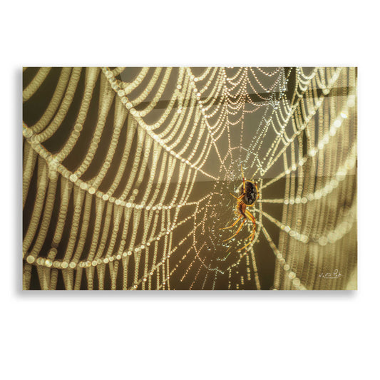 Epic Art 'The Spider and Her Jewels' by Martin Podt, Acrylic Glass Wall Art