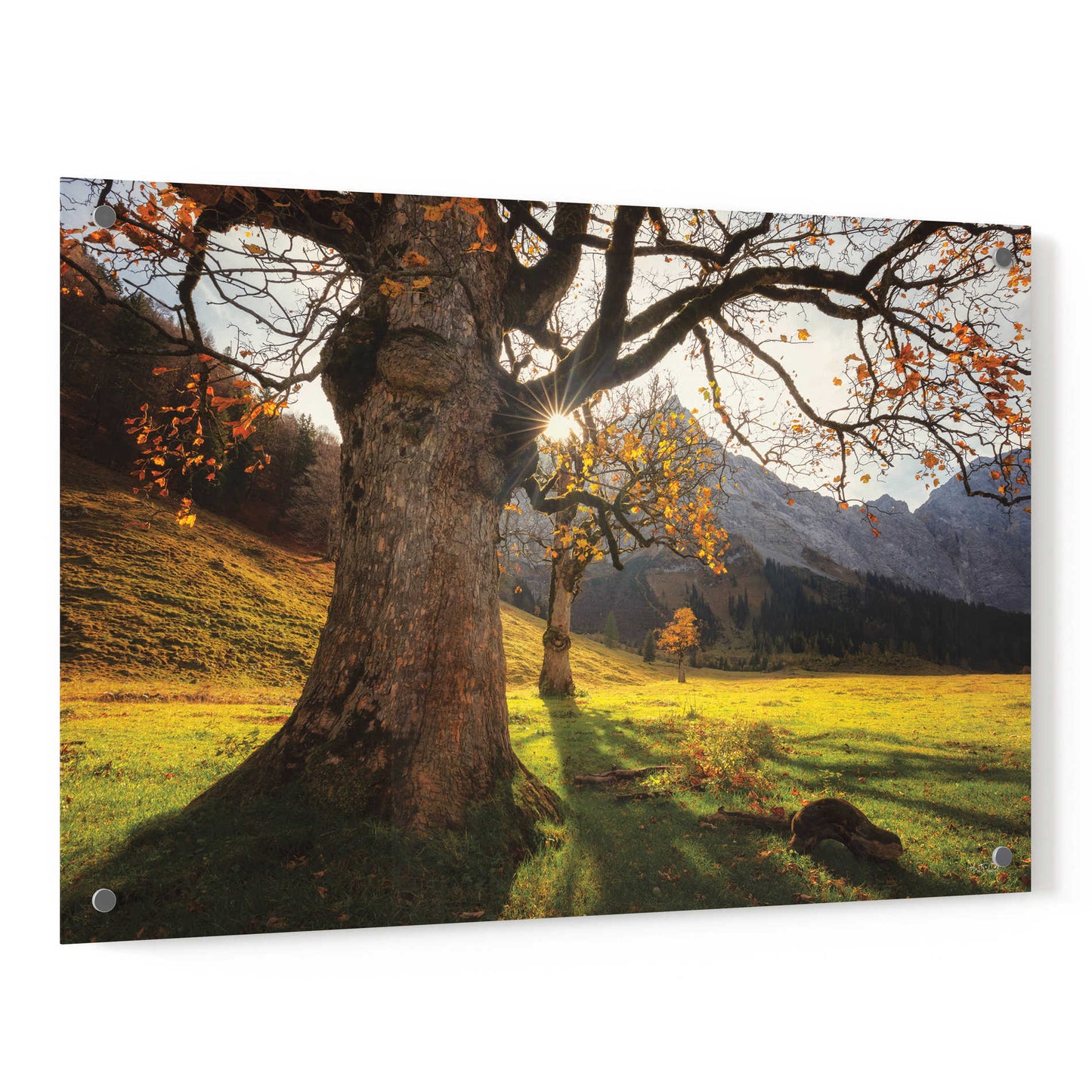 Epic Art 'The Star' by Martin Podt, Acrylic Glass Wall Art,36x24