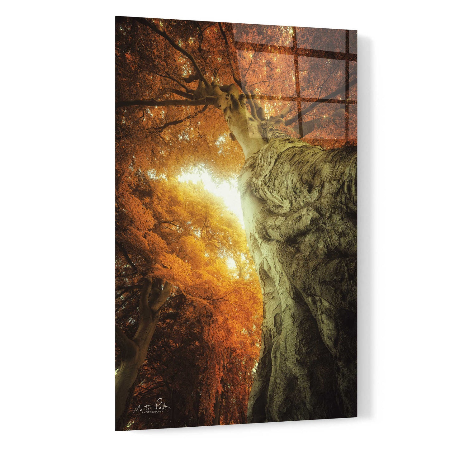 Epic Art 'Look Up Autumn' by Martin Podt, Acrylic Glass Wall Art,16x24