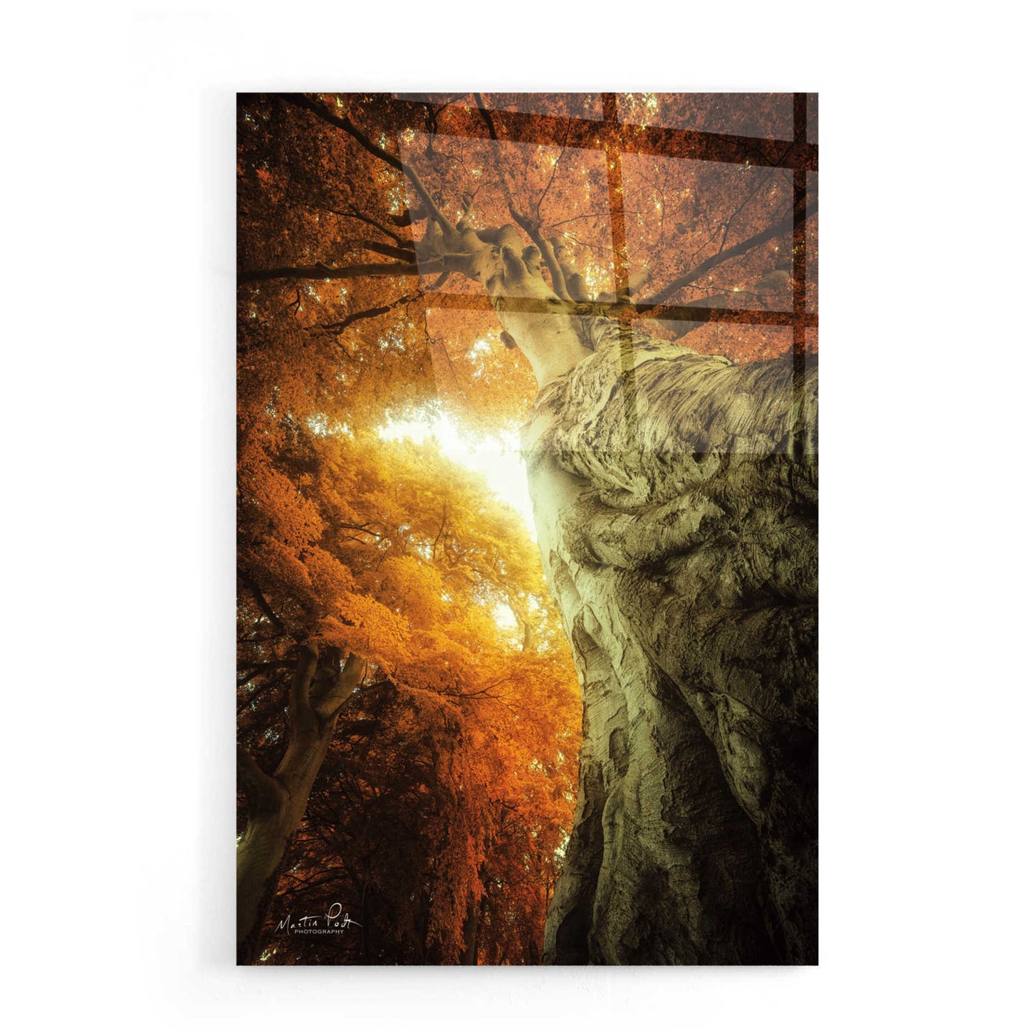 Epic Art 'Look Up Autumn' by Martin Podt, Acrylic Glass Wall Art,16x24