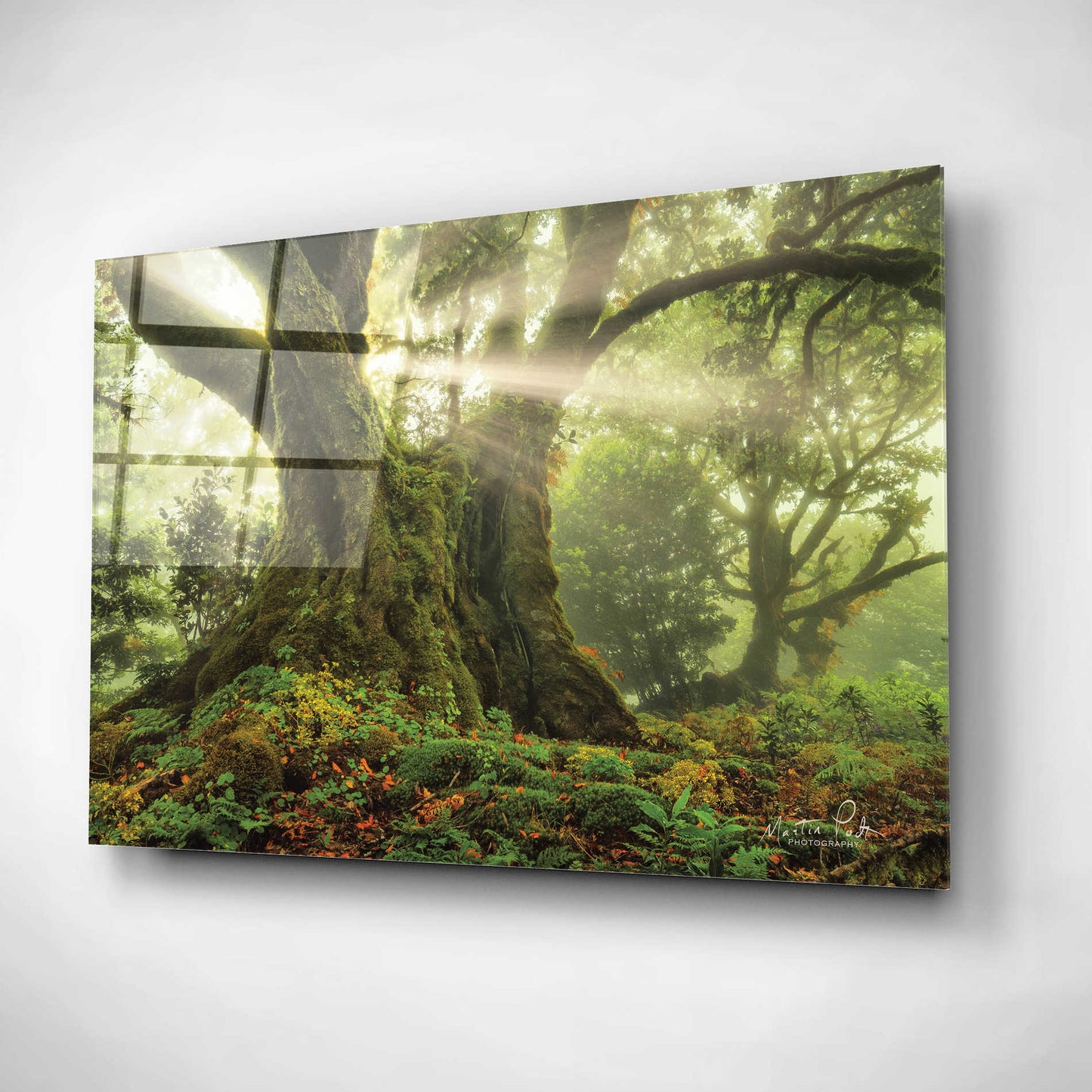 Epic Art 'One-Two Tree' by Martin Podt, Acrylic Glass Wall Art,16x12