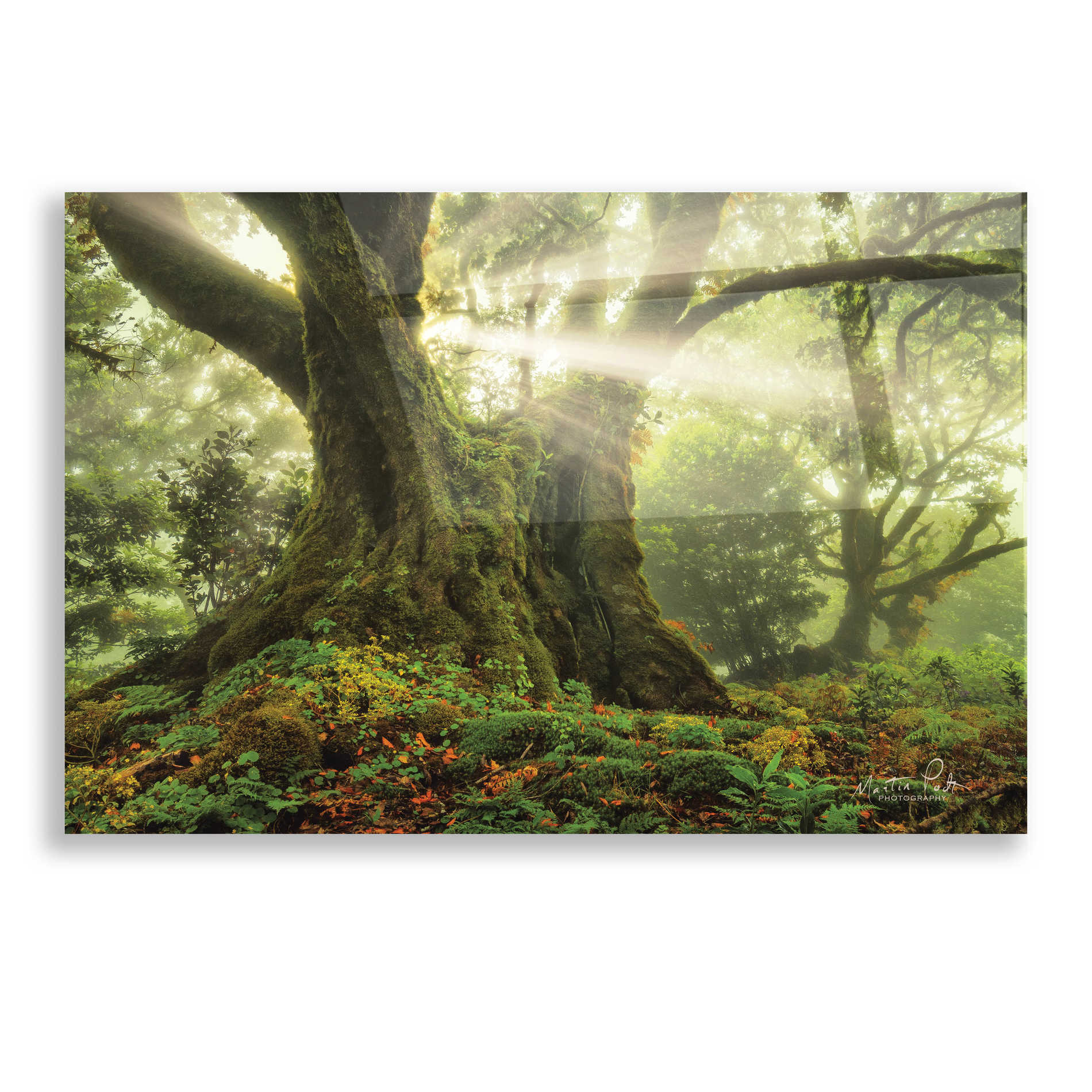 Epic Art 'One-Two Tree' by Martin Podt, Acrylic Glass Wall Art,16x12