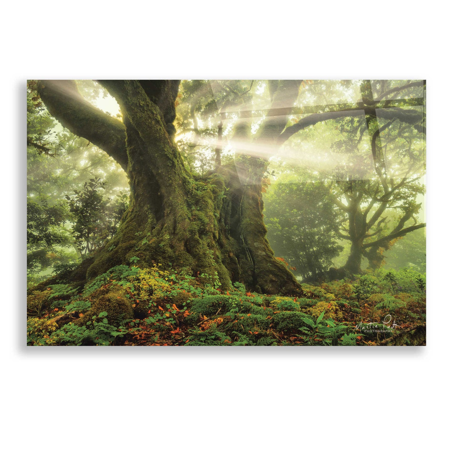 Epic Art 'One-Two Tree' by Martin Podt, Acrylic Glass Wall Art,24x16