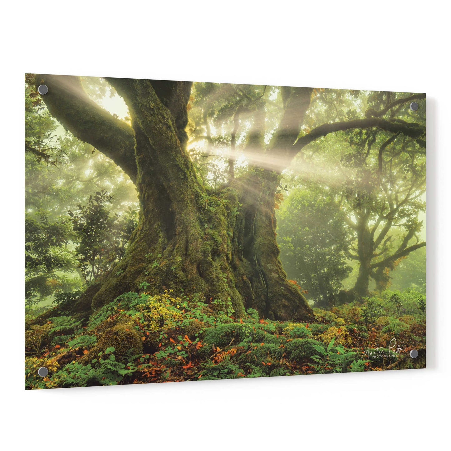 Epic Art 'One-Two Tree' by Martin Podt, Acrylic Glass Wall Art,36x24