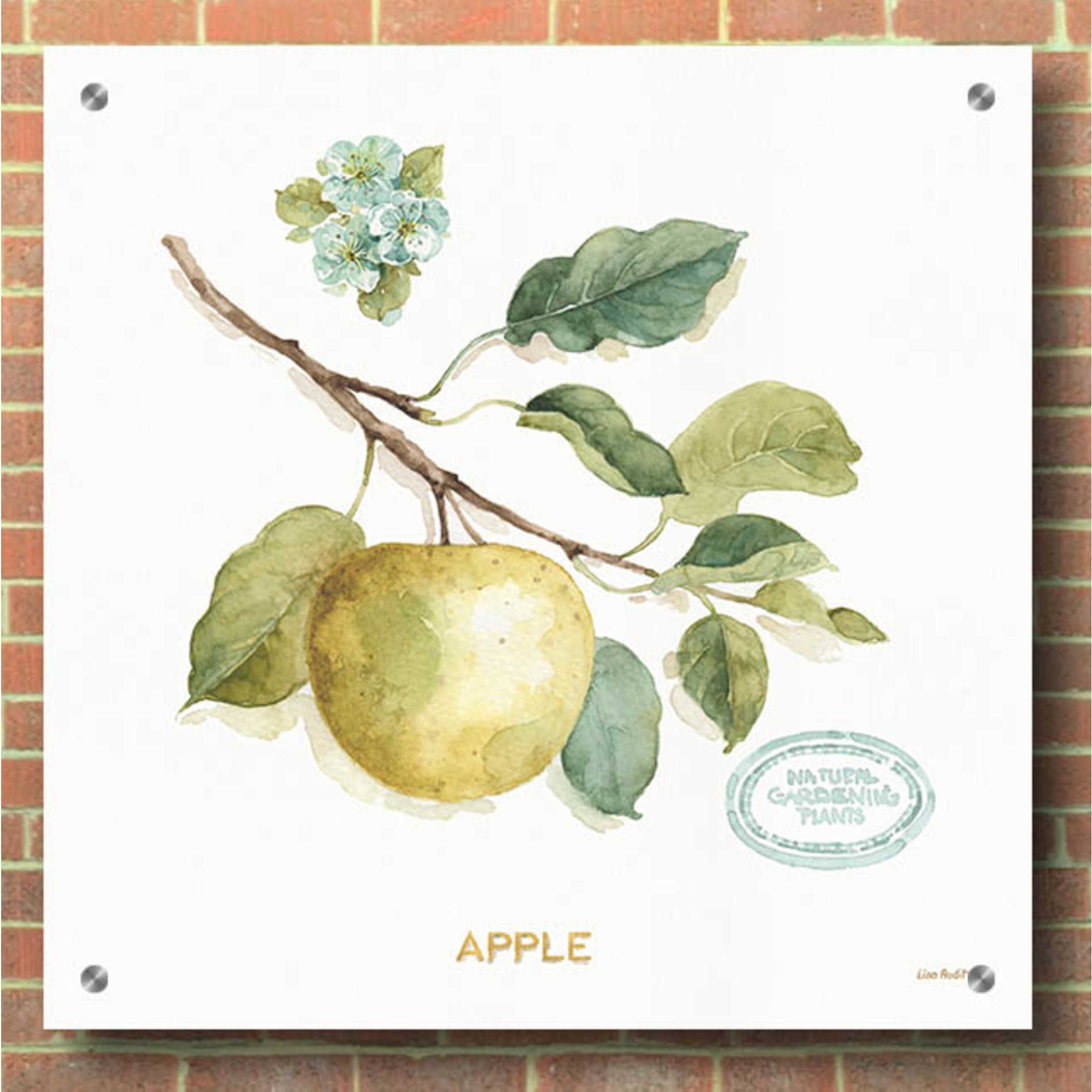 Epic Art 'My Greenhouse Fruit IV,' by Lisa Audit, Acrylic Glass Wall Art,36x36