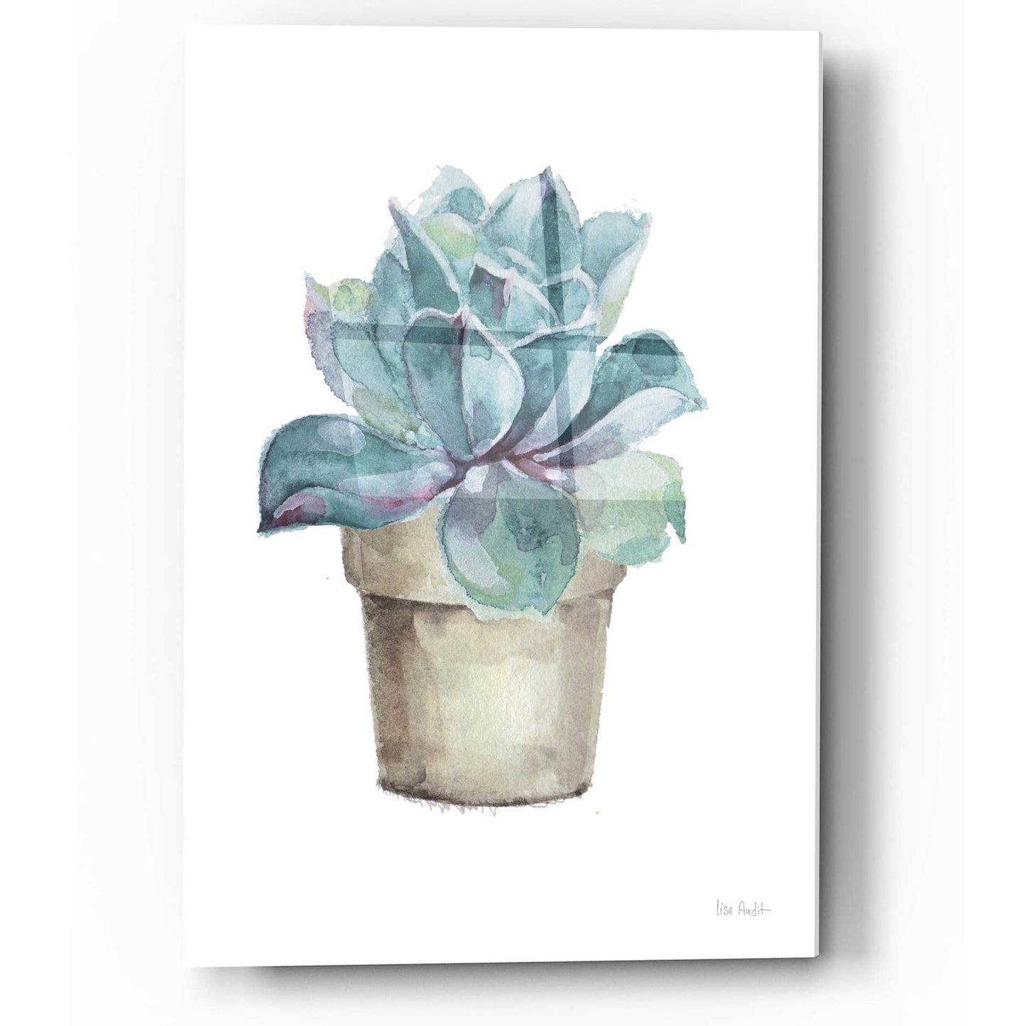 Epic Art 'Mixed Greens Succulent IV' by Lisa Audit, Acrylic Glass Wall Art,12x16