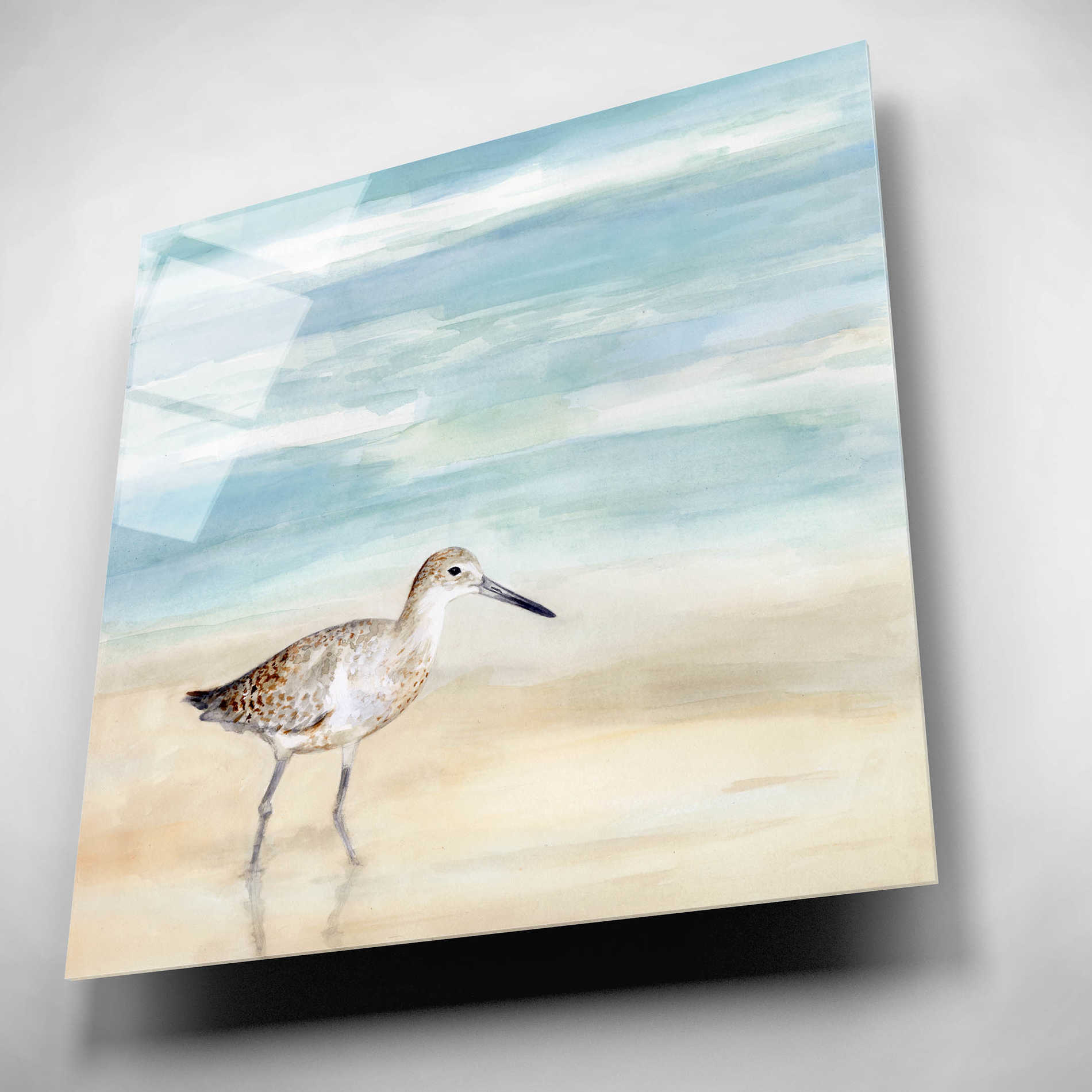 Epic Art 'Speckled Willet I' by Victoria Borges, Acrylic Wall Art,12x12