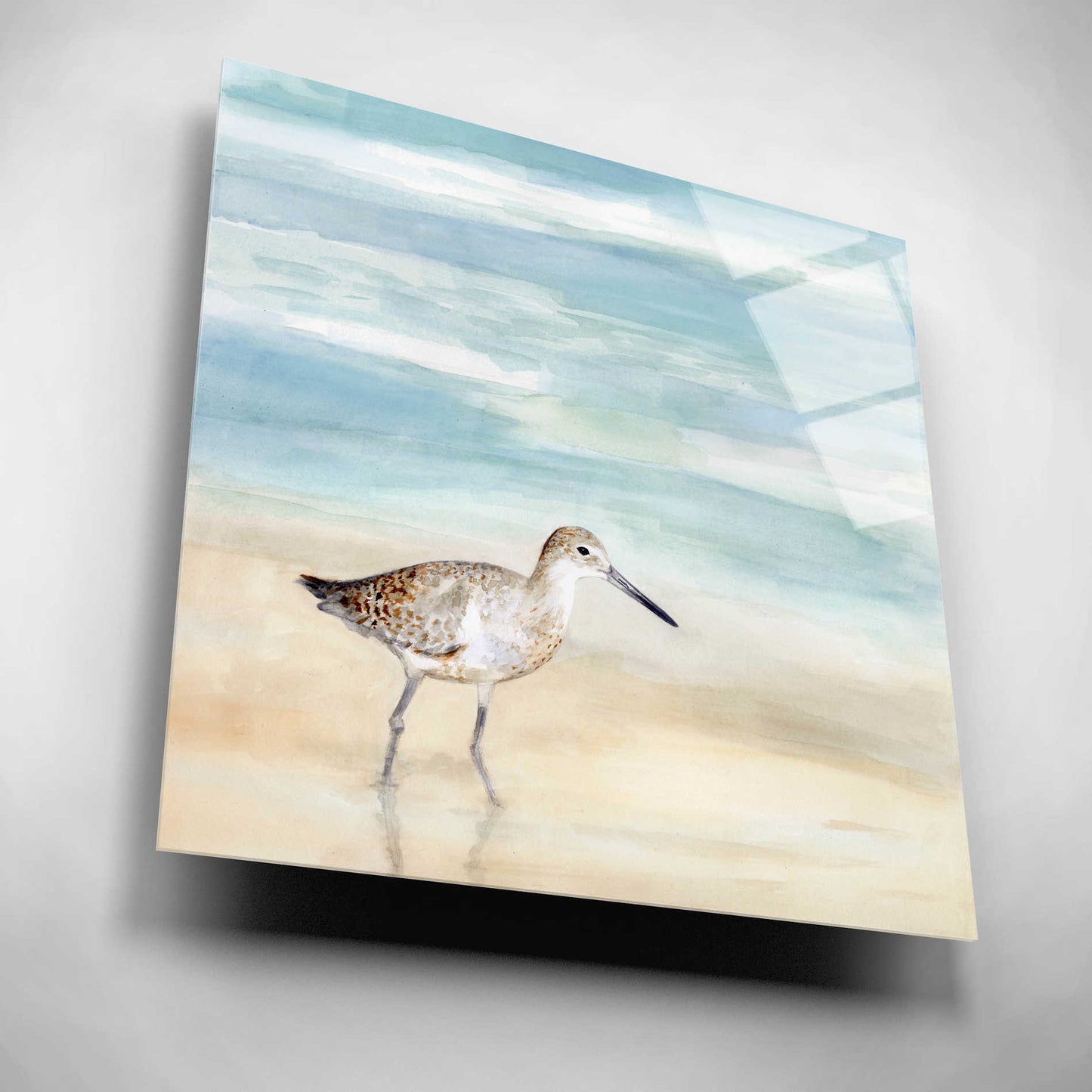 Epic Art 'Speckled Willet I' by Victoria Borges, Acrylic Wall Art,12x12