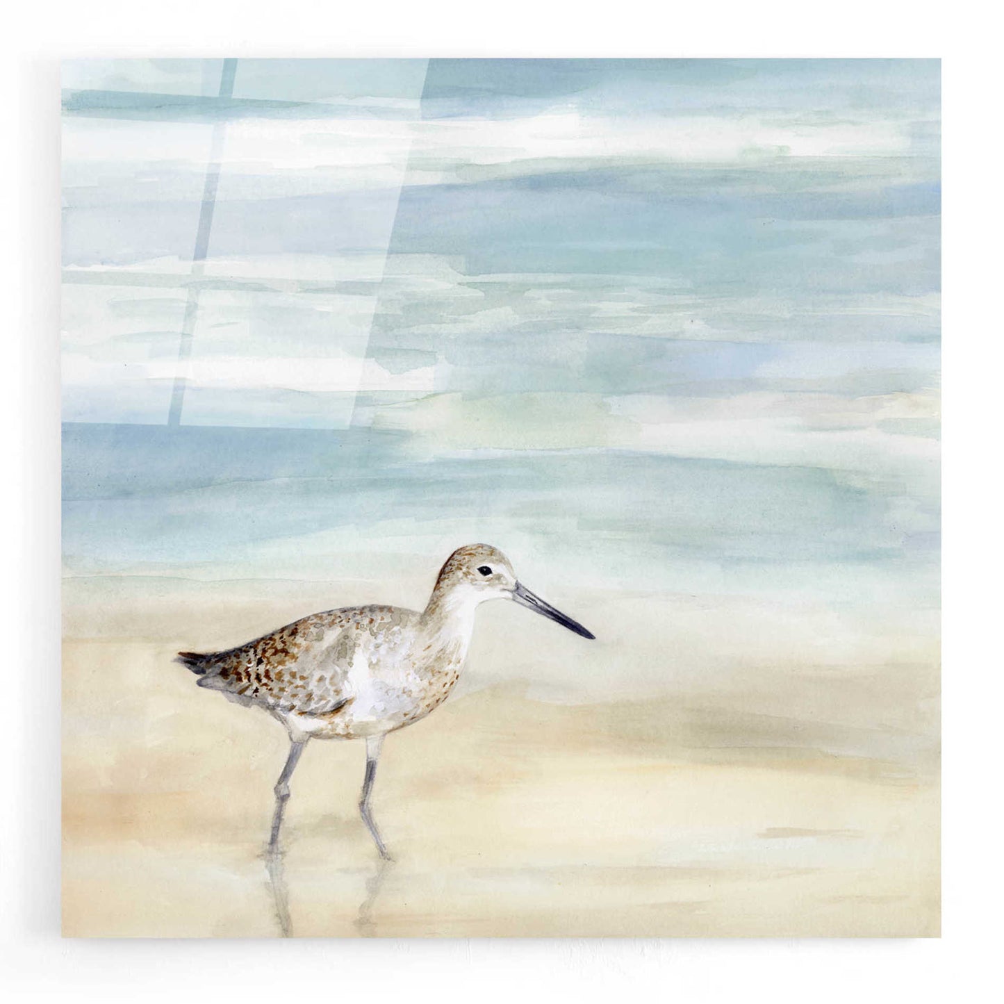 Epic Art 'Speckled Willet I' by Victoria Borges, Acrylic Wall Art,12x12