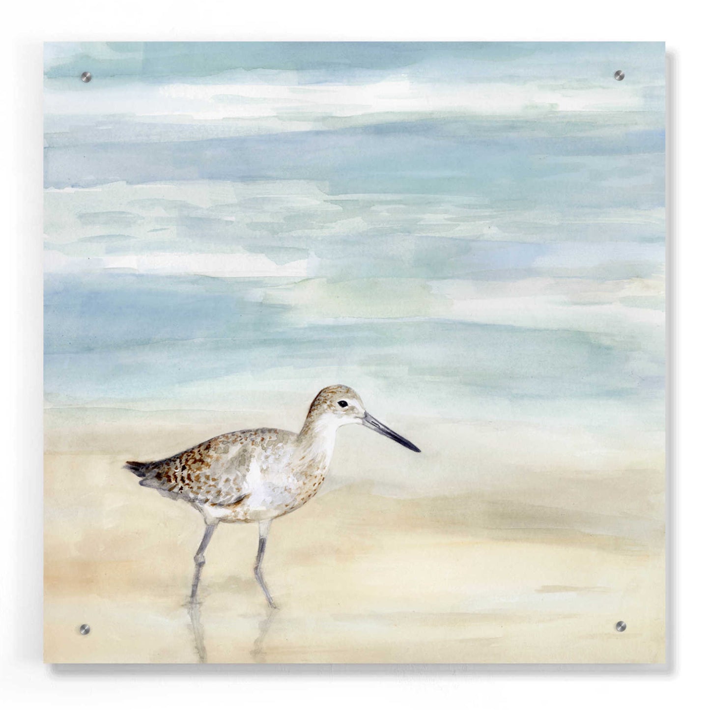 Epic Art 'Speckled Willet I' by Victoria Borges, Acrylic Wall Art,24x24