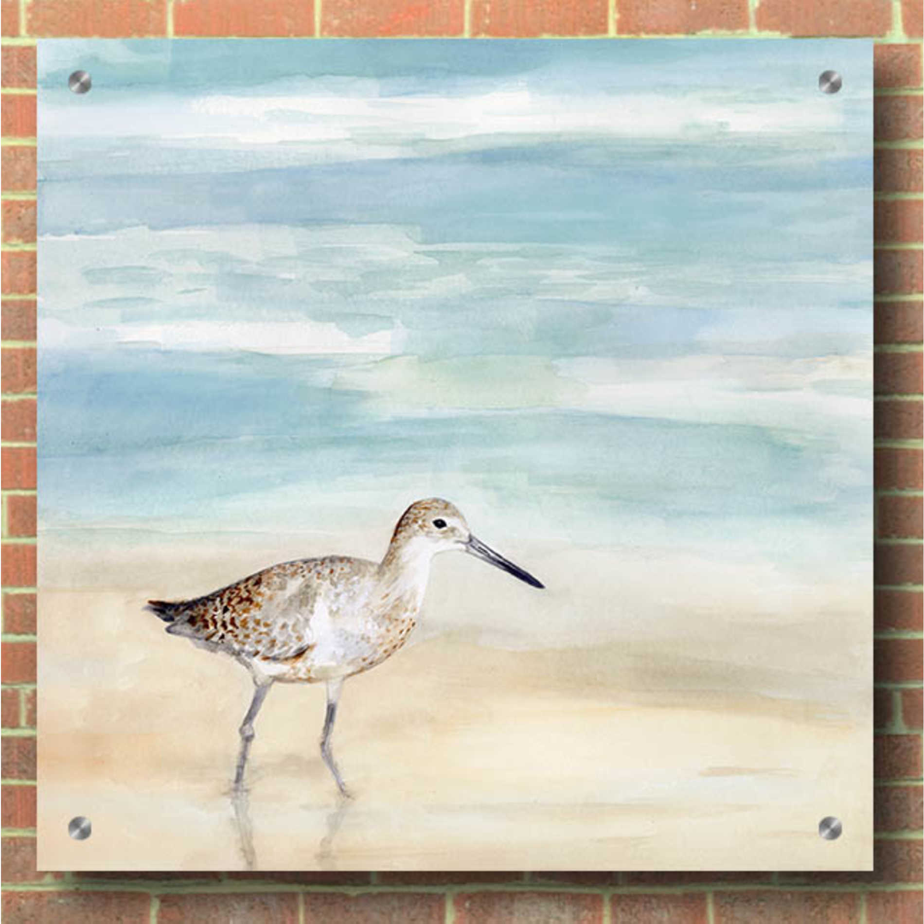 Epic Art 'Speckled Willet I' by Victoria Borges, Acrylic Wall Art,36x36