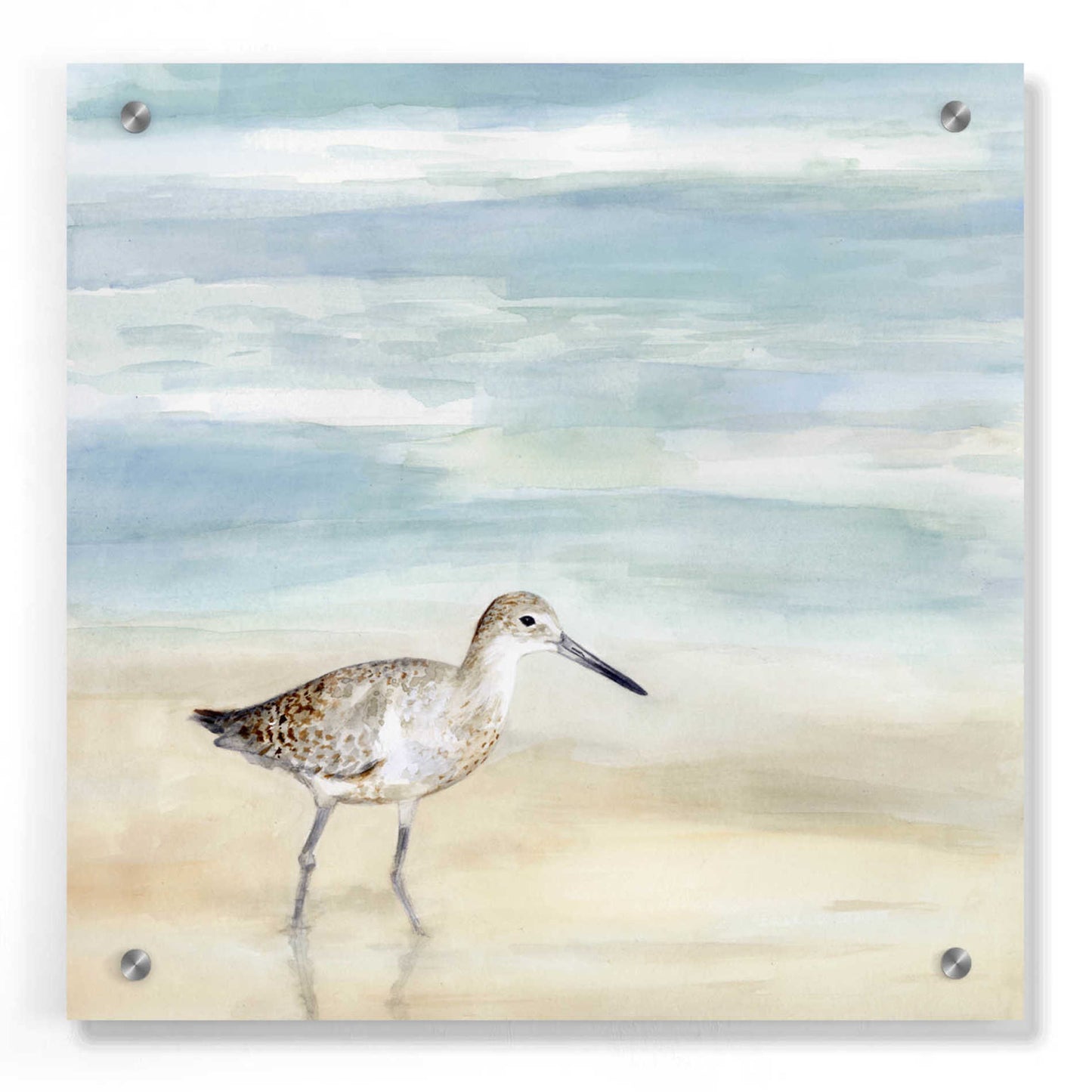 Epic Art 'Speckled Willet I' by Victoria Borges, Acrylic Wall Art,36x36