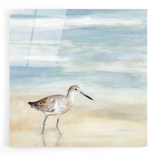 Epic Art 'Speckled Willet I' by Victoria Borges, Acrylic Wall Art