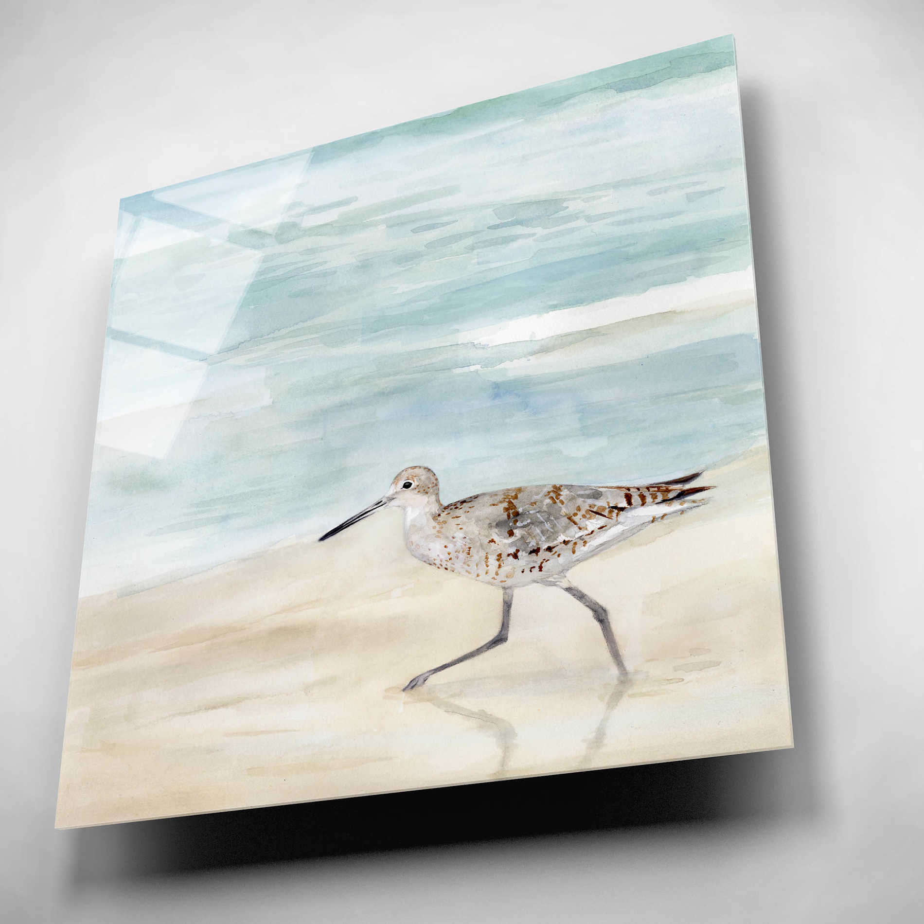 Epic Art 'Speckled Willet II' by Victoria Borges, Acrylic Wall Art,12x12