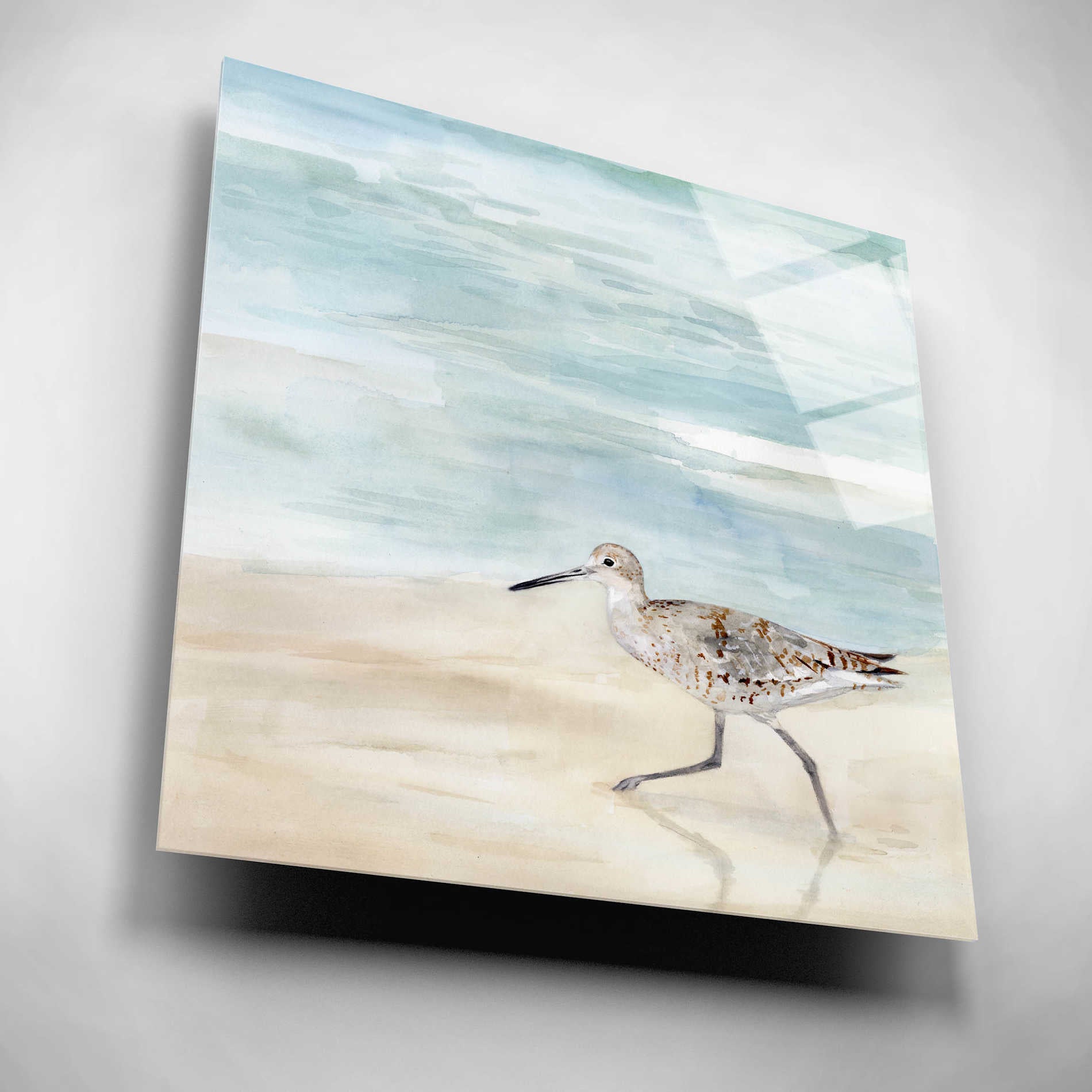 Epic Art 'Speckled Willet II' by Victoria Borges, Acrylic Wall Art,12x12