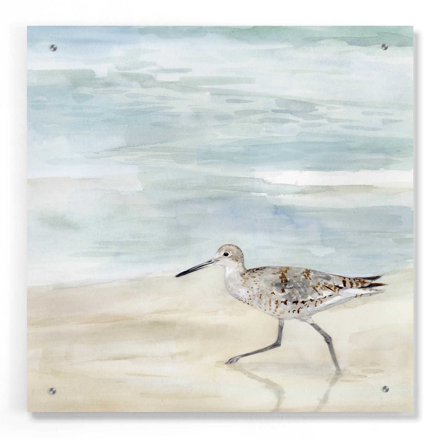 Epic Art 'Speckled Willet II' by Victoria Borges, Acrylic Wall Art,24x24