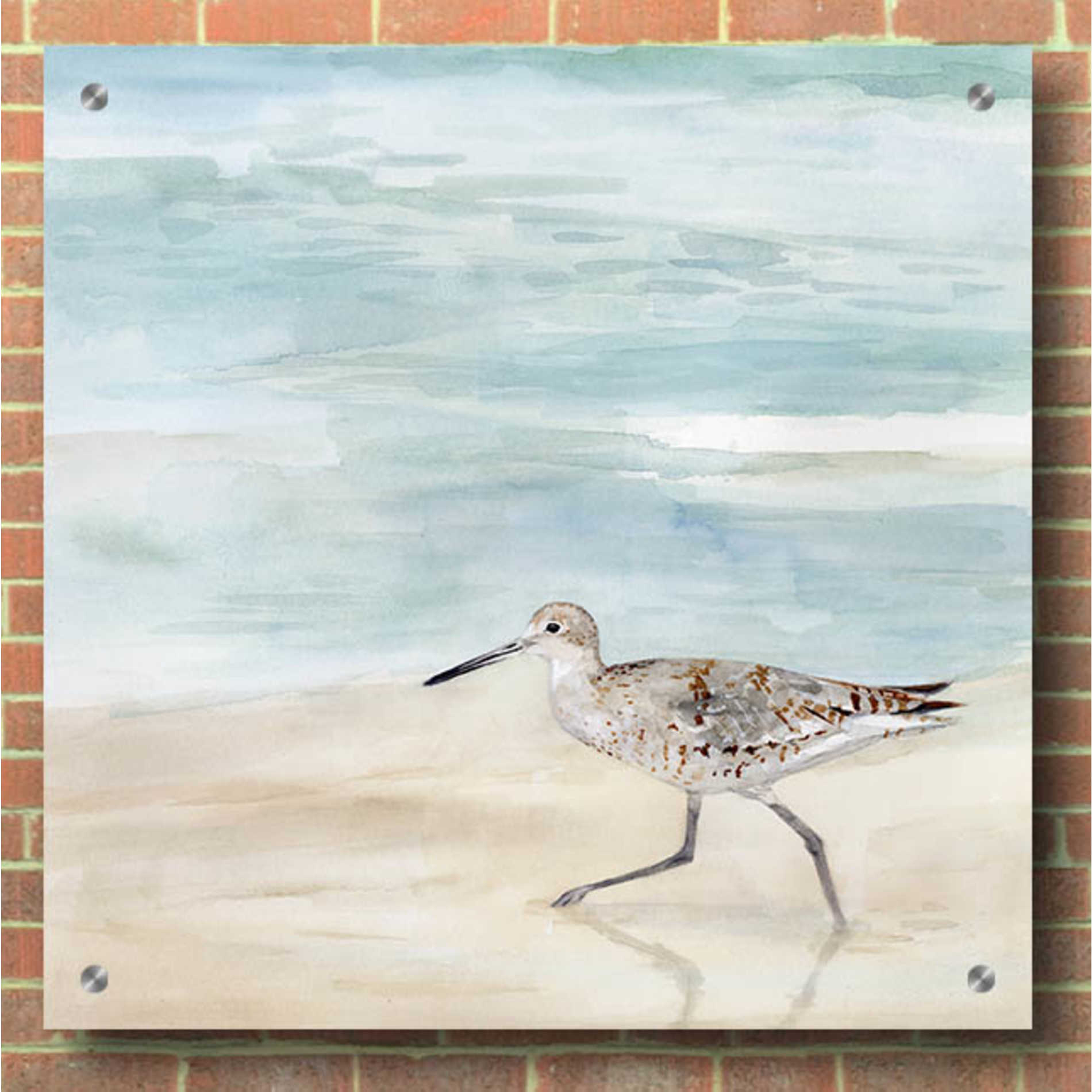 Epic Art 'Speckled Willet II' by Victoria Borges, Acrylic Wall Art,36x36